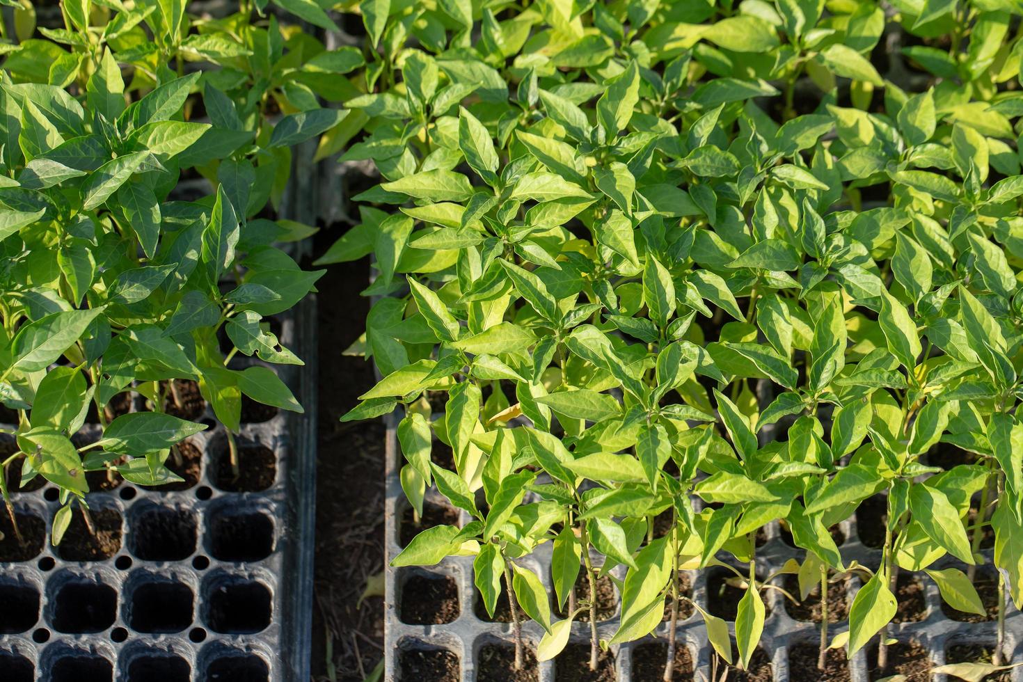 Fines Herbes Botanik Pflanzenblattdetail foto