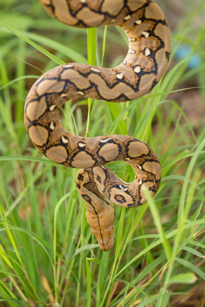 Boa-Schlange im Gras, Boa Constrictor-Schlange auf Ast foto