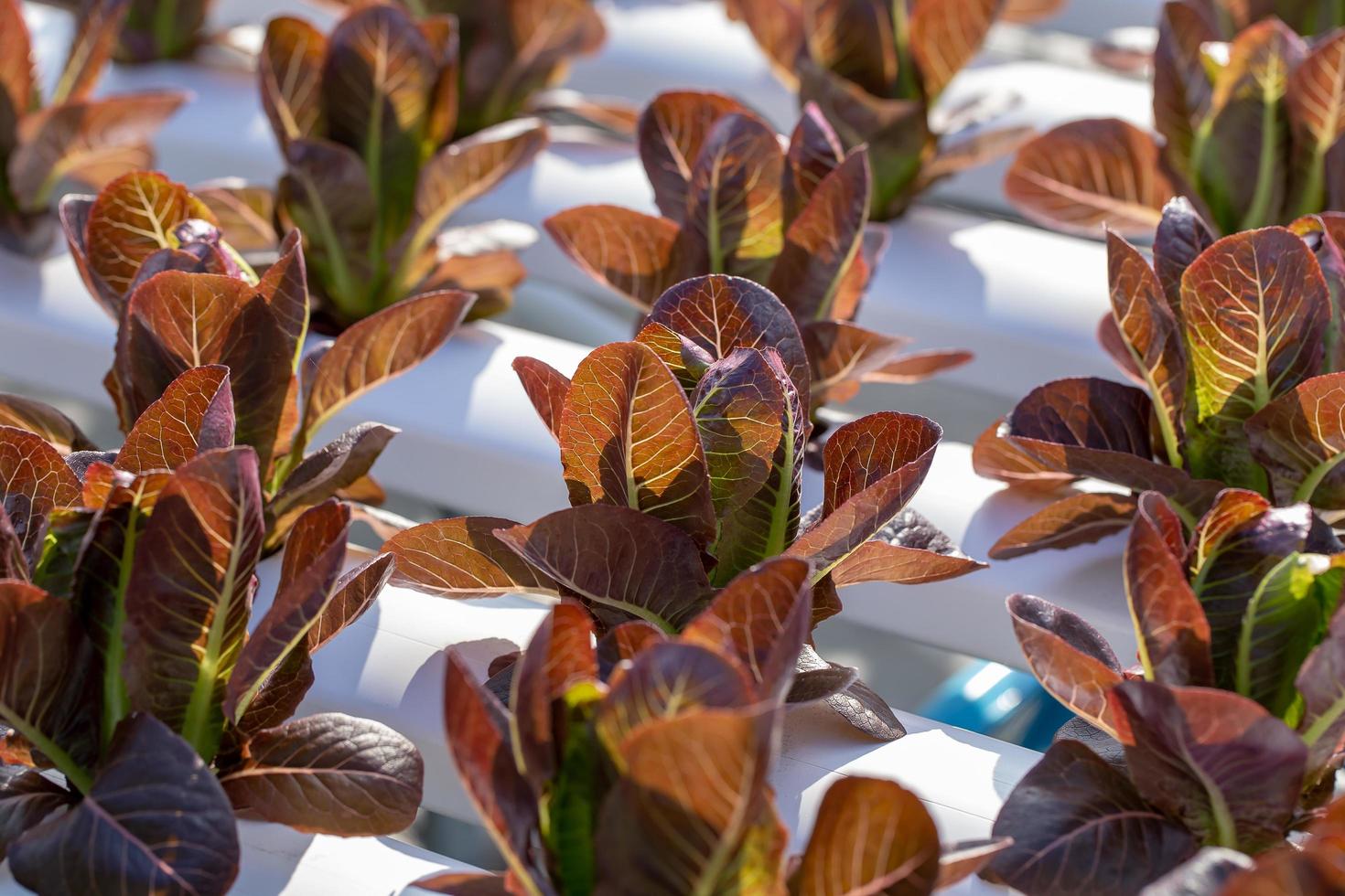 Rote Salatblätter, Salate Gemüse Hydroponik Farm foto