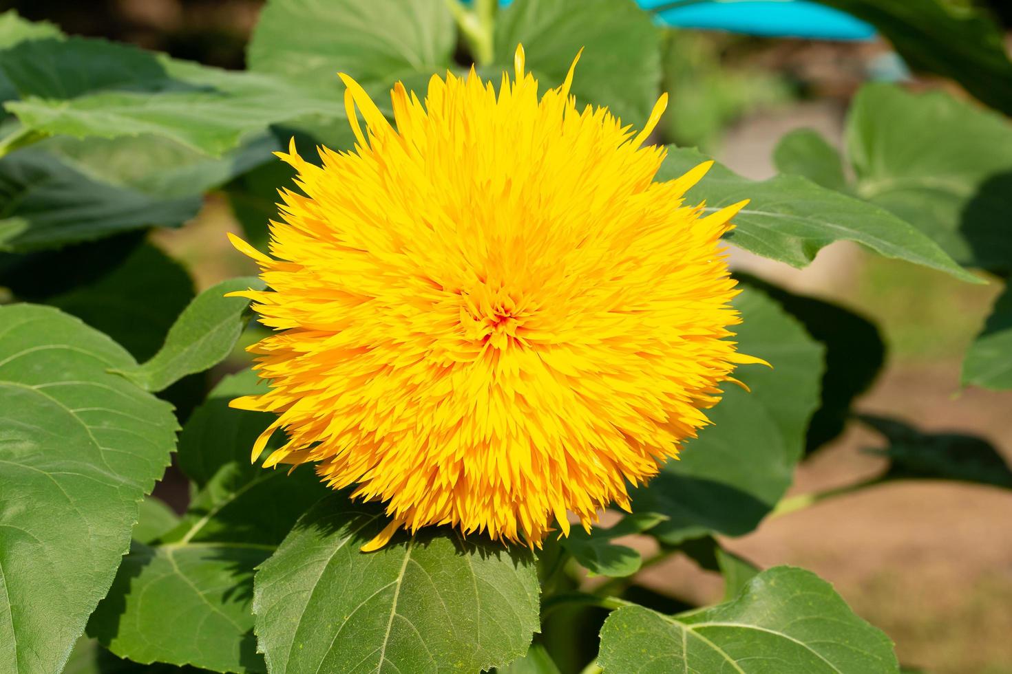 gelber Teddybär Sonnenblume in einem Garten foto