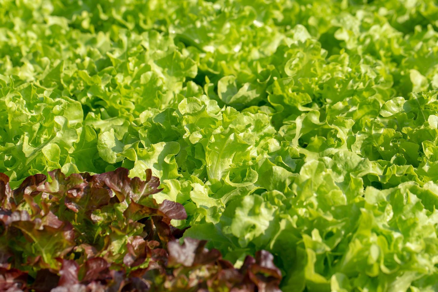 frische grüne Eichensalatblätter, Salate Gemüse Hydroponik Farm foto