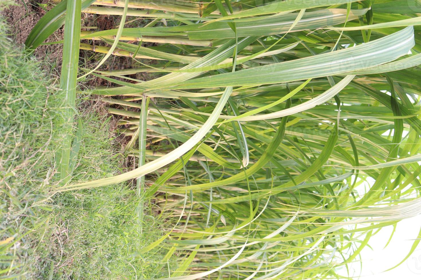Zuckerrohrfarm auf dem Feld für die Ernte foto