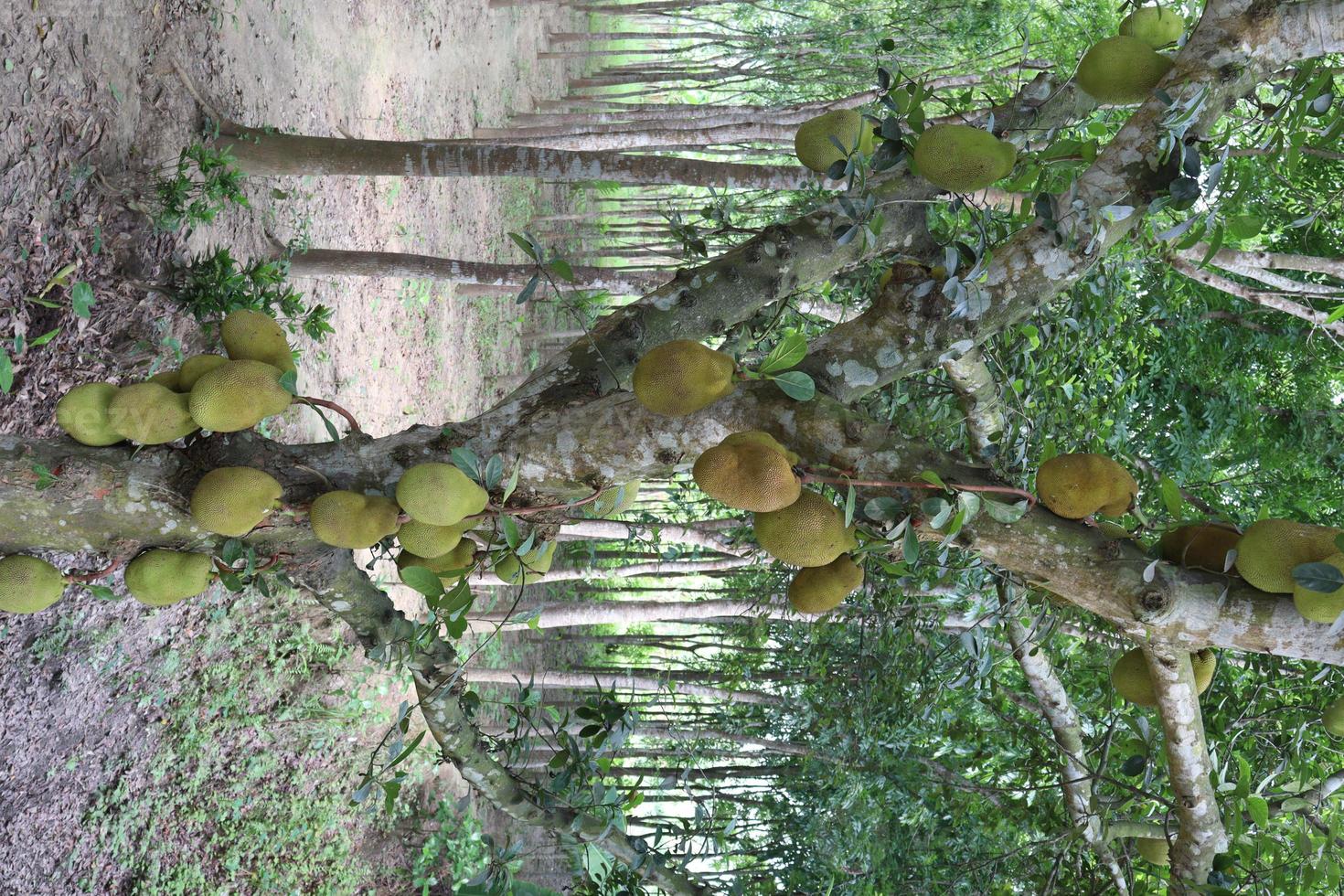 Jackfruchtvorrat am Baum in der Farm foto