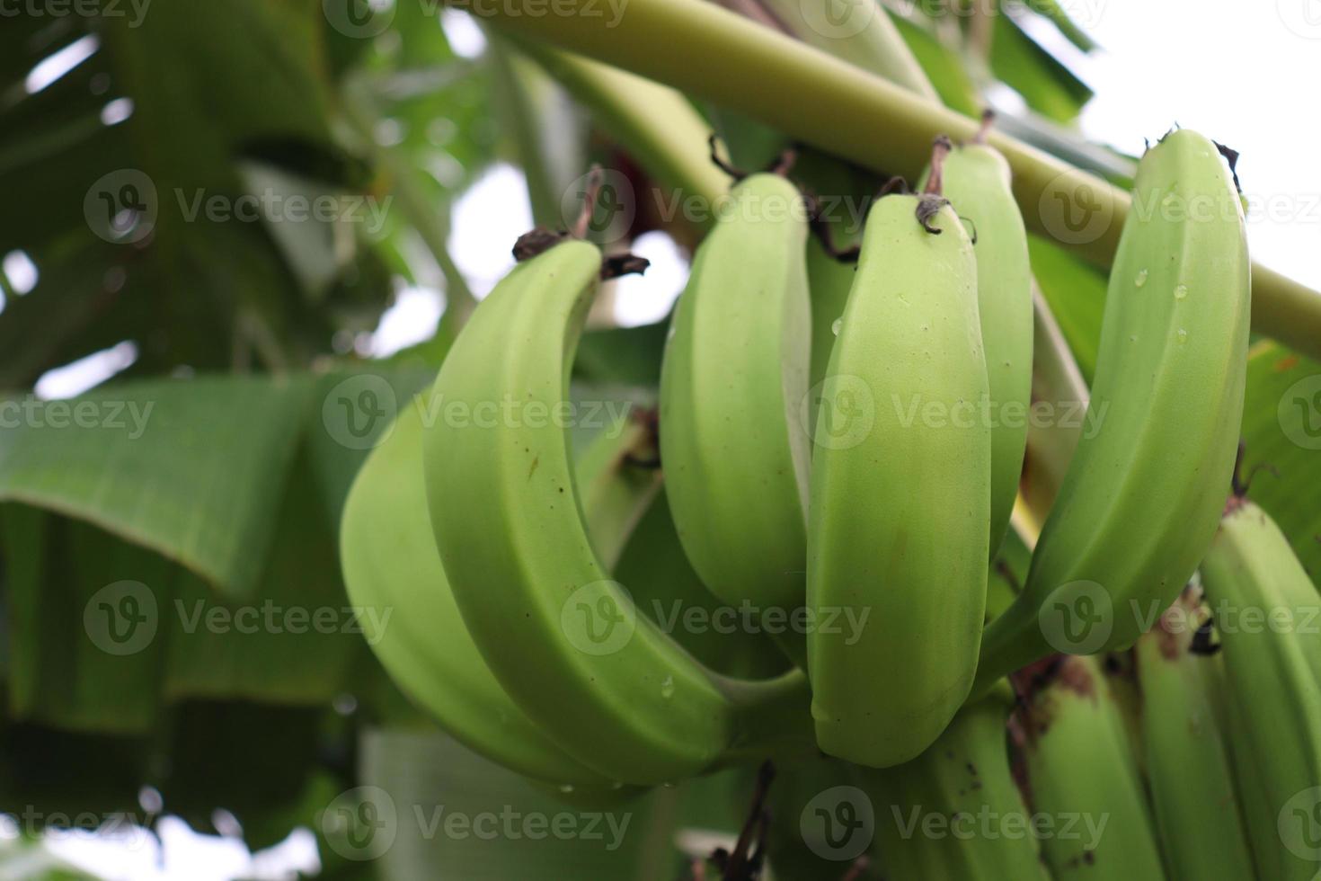 Bananenbündel am Baum in der Firma foto