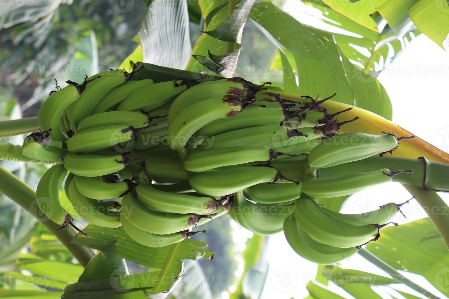 Bananenbündel am Baum in der Firma foto