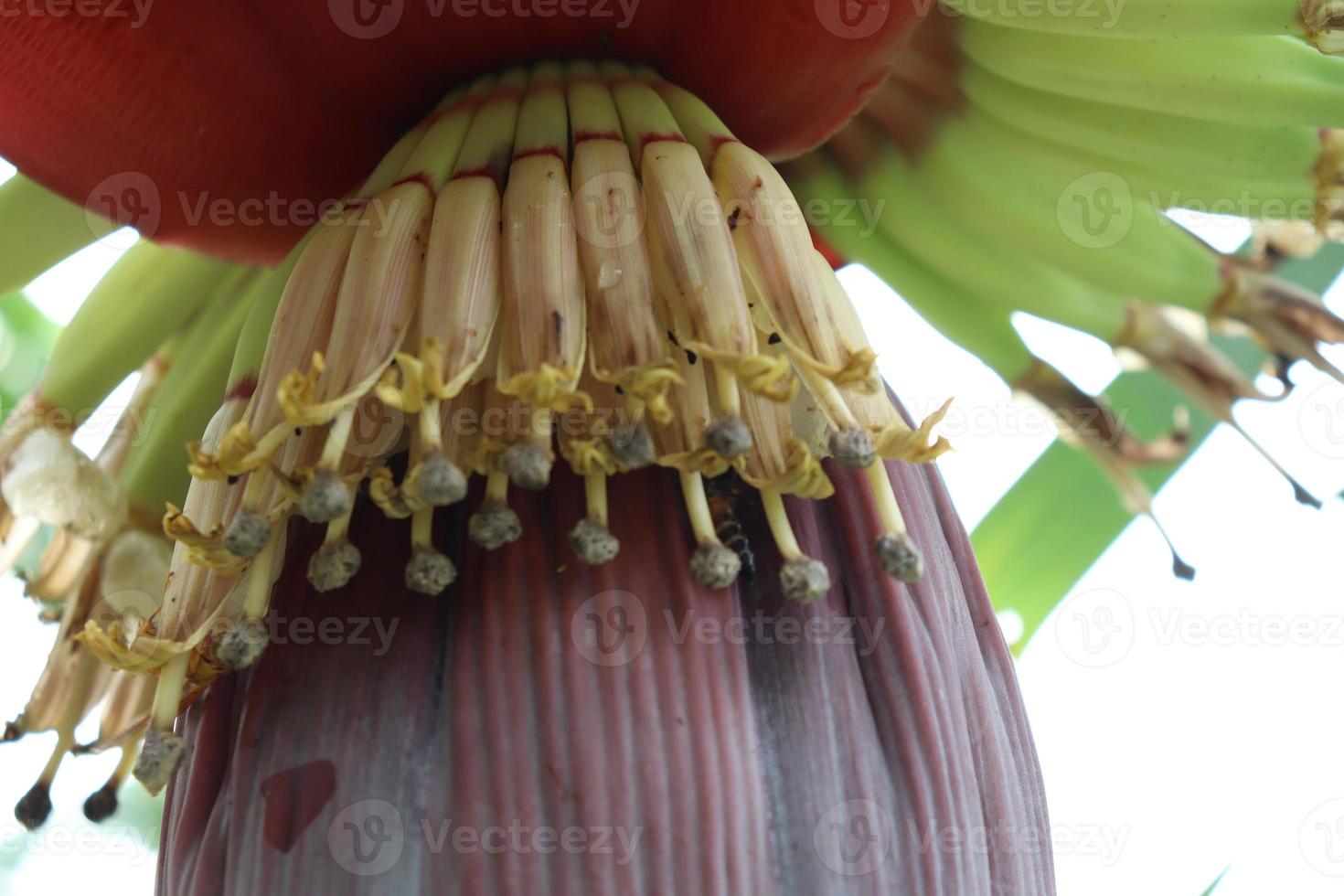 Wegerich Blume Nahaufnahme auf Bananenbaum foto