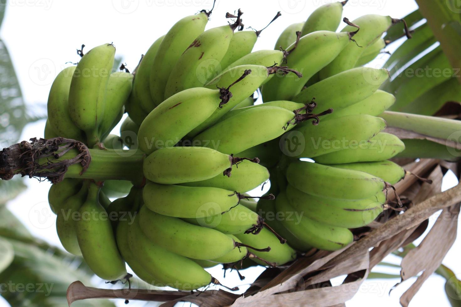 Bananenbündel am Baum in der Firma foto