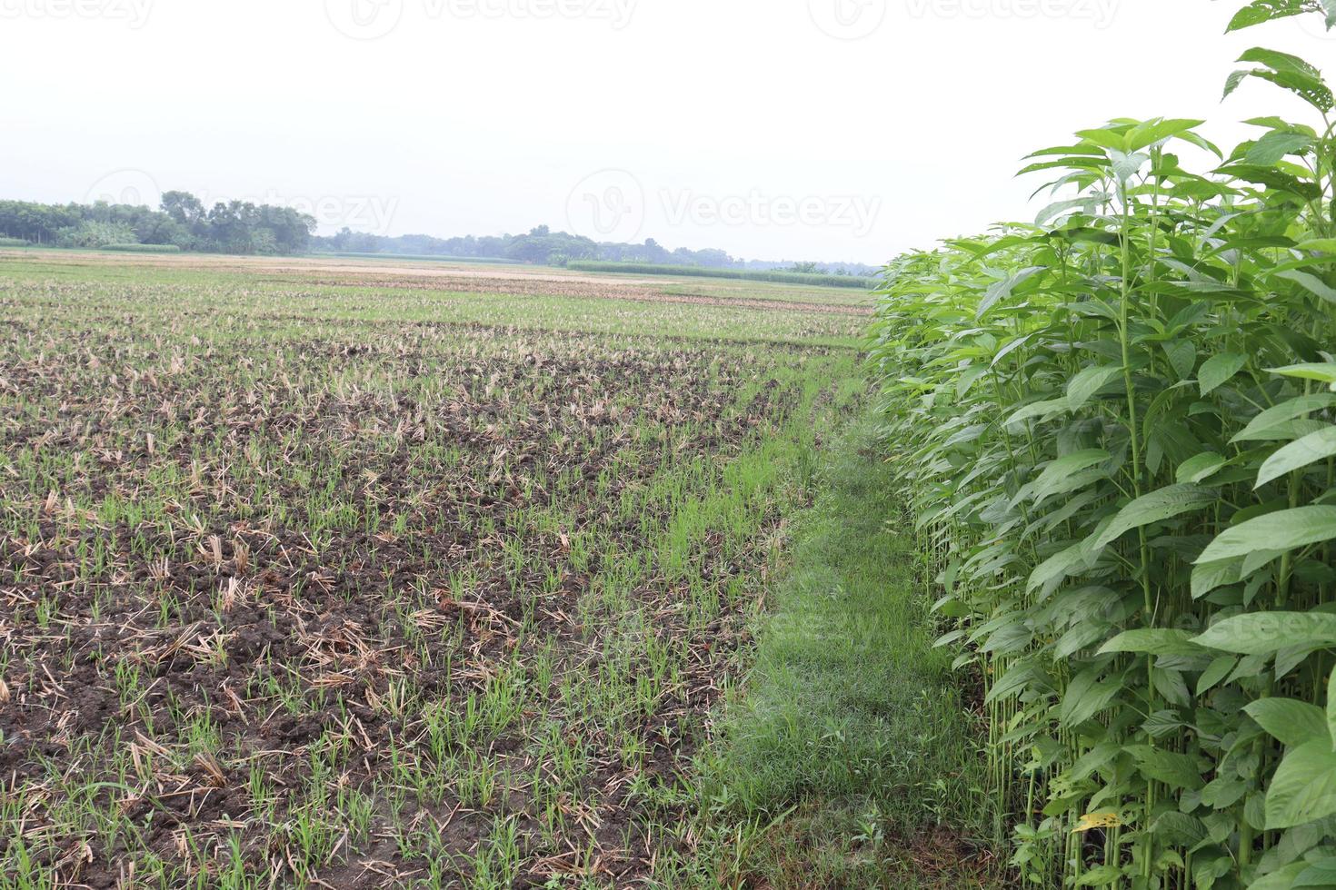 grün gefärbte Jutefarm auf dem Feld foto