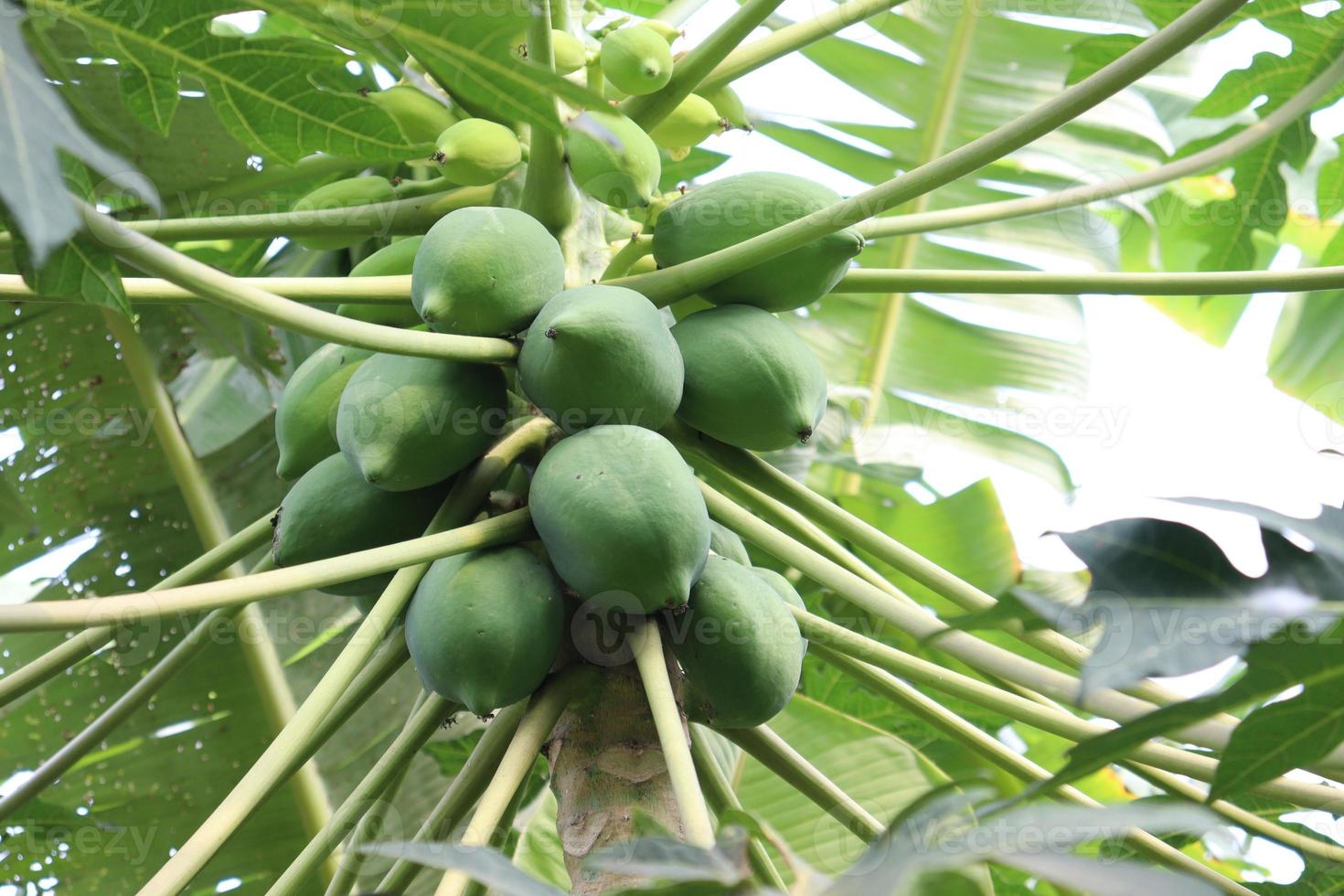 leckere und gesunde grüne rohe Papaya auf Baum foto