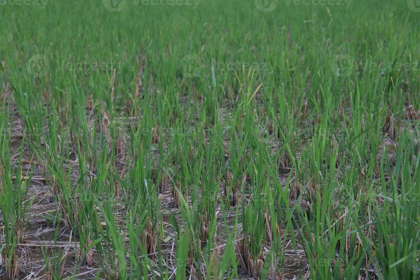 grün gefärbte Reisfarm für die Ernte foto