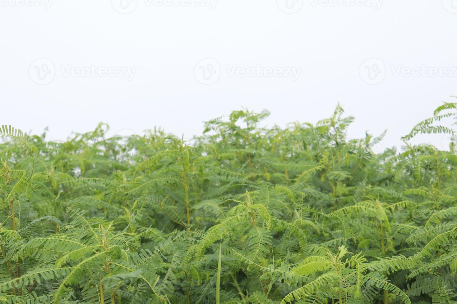 grün gefärbte Dhaincha-Baumpflanze foto