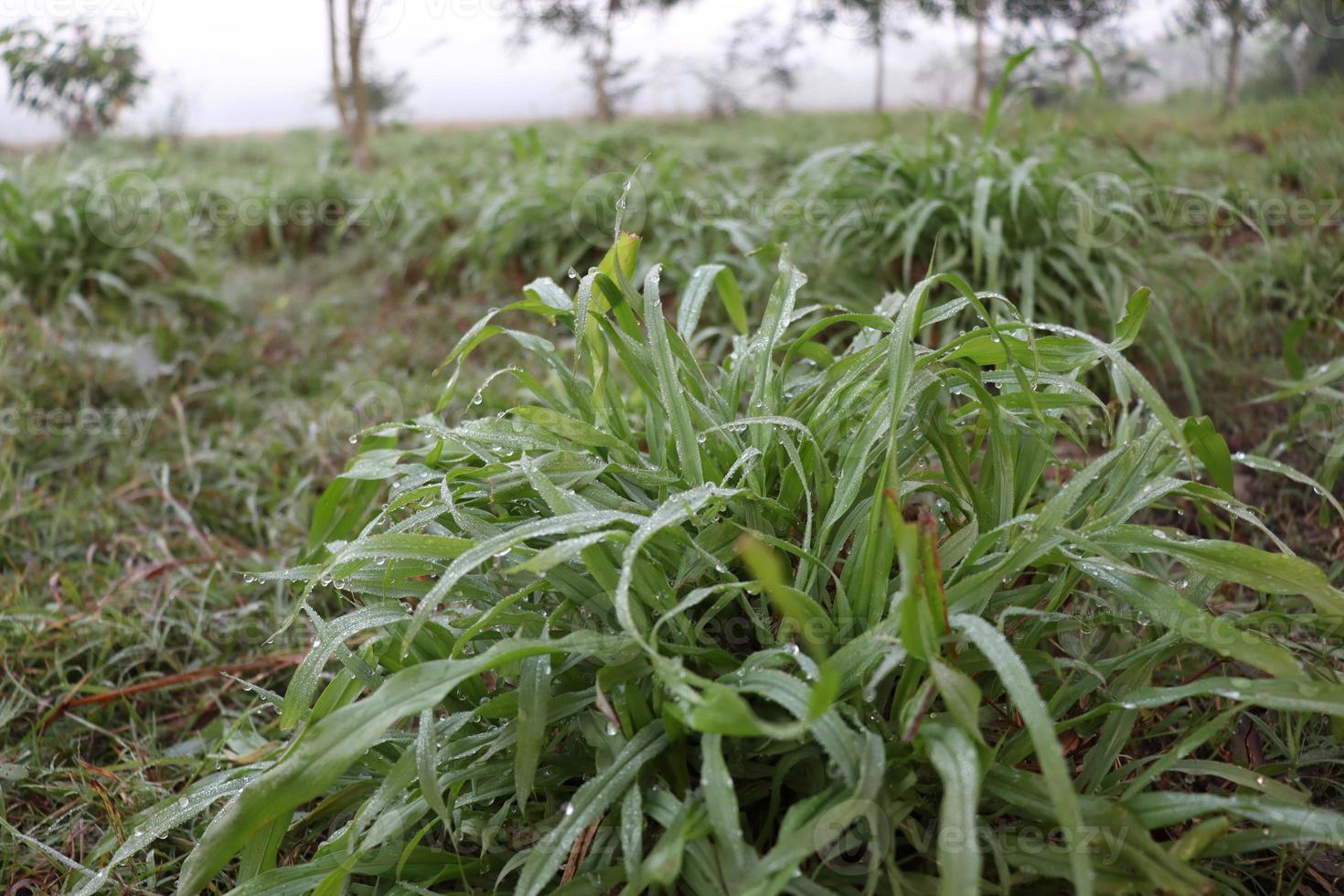 grüner Grasbestand auf dem Feld foto