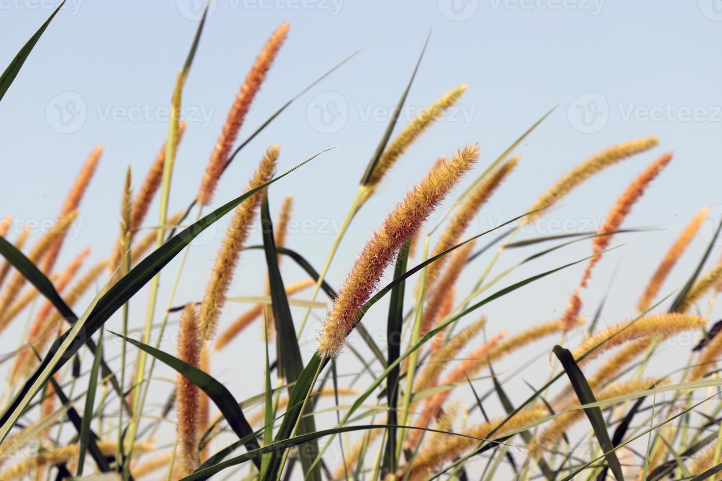 grün gefärbtes Gras fest mit Blüte foto