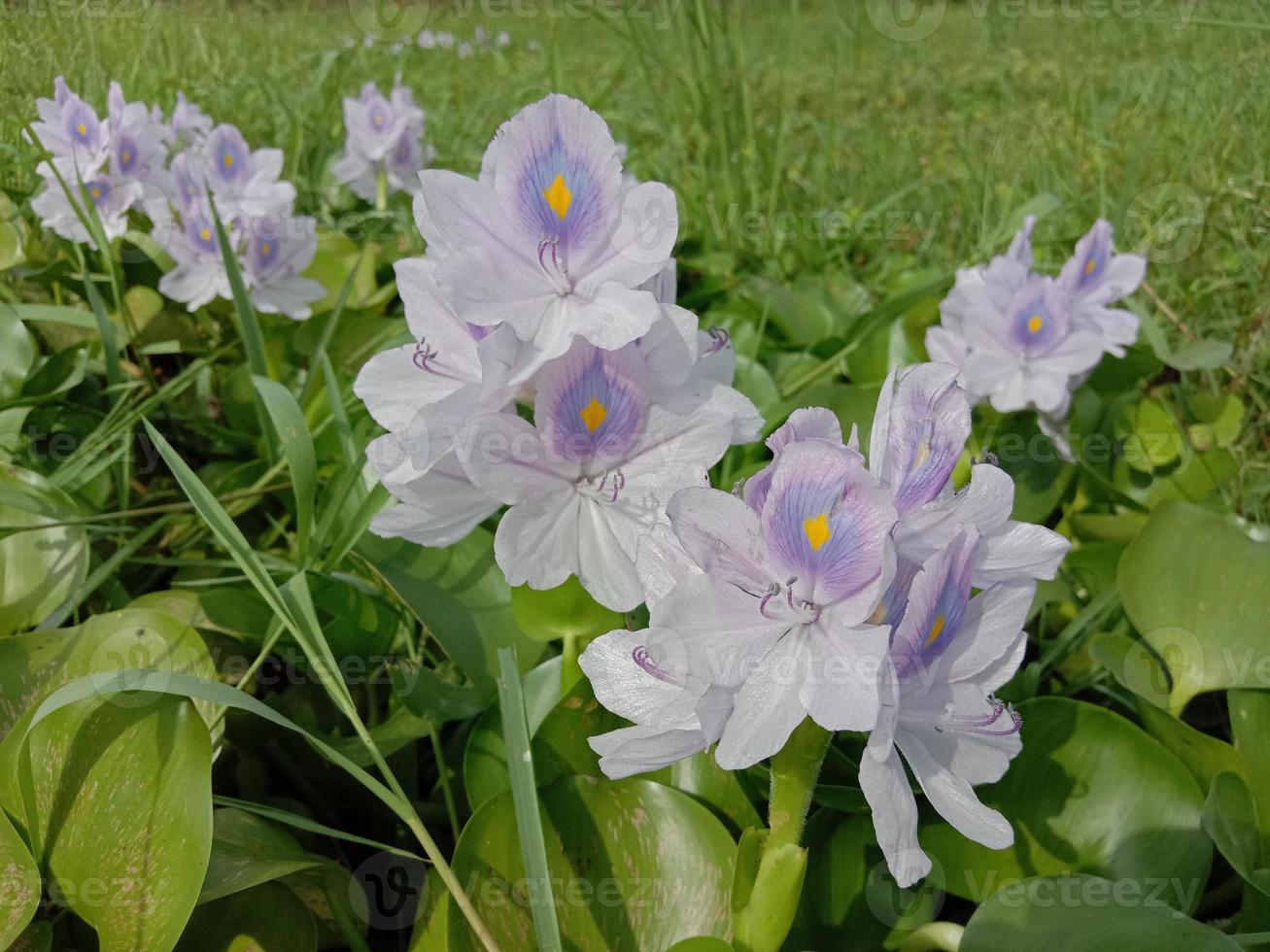 violett und weiß gefärbte Kochuri Pana Blume foto