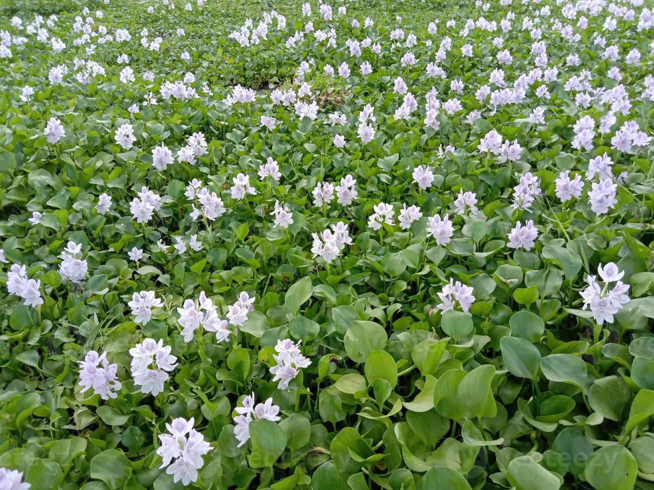 violett und weiß gefärbte Kochuri Pana Blume foto