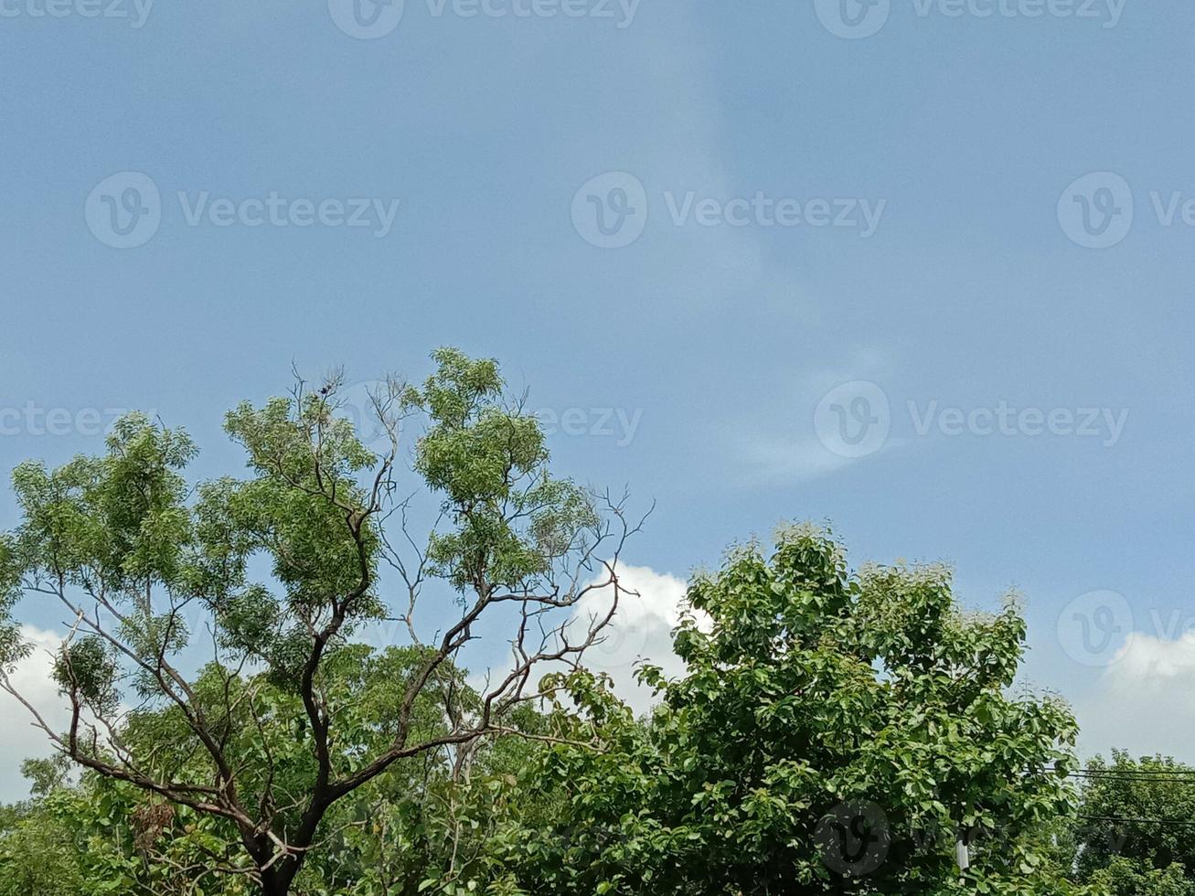 blauer Himmel mit schöner grüner Natur foto