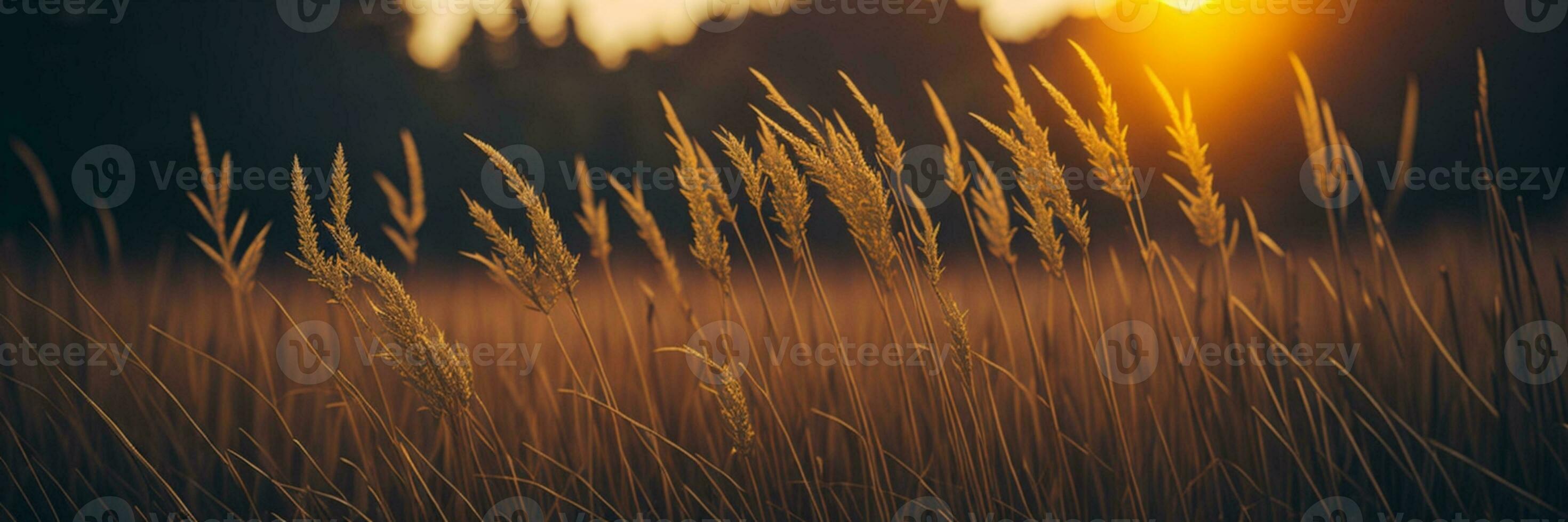 wild Gras im das Wald beim Sonnenuntergang. Makro Bild, flach Tiefe von Feld. abstrakt Sommer- Natur Hintergrund. Jahrgang Filter. ai generiert foto