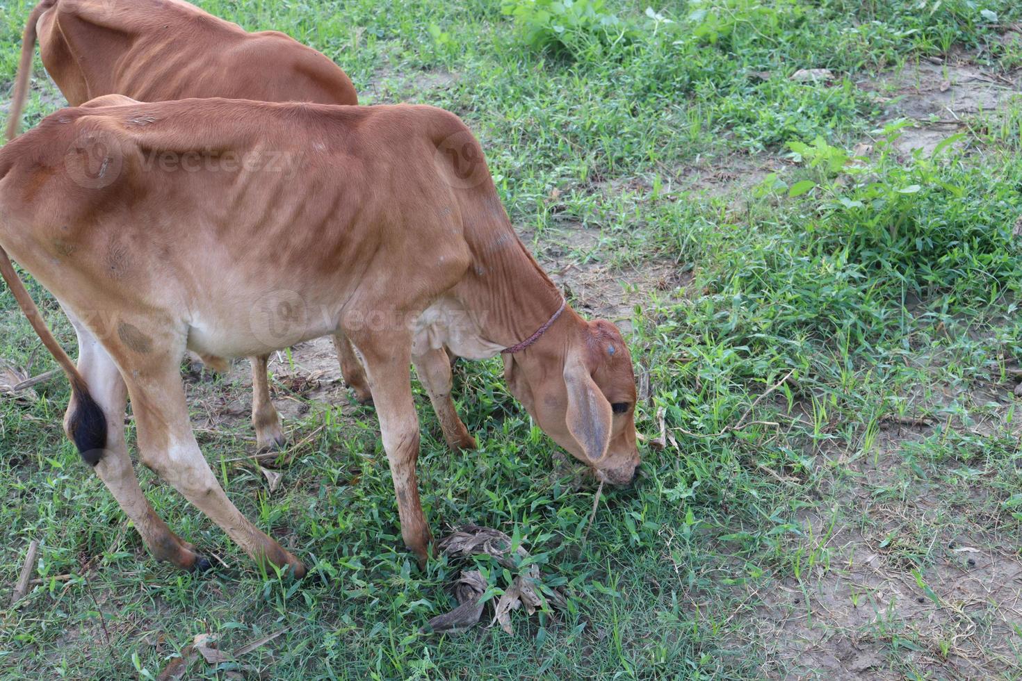 braune Kuh frisst das Gras foto