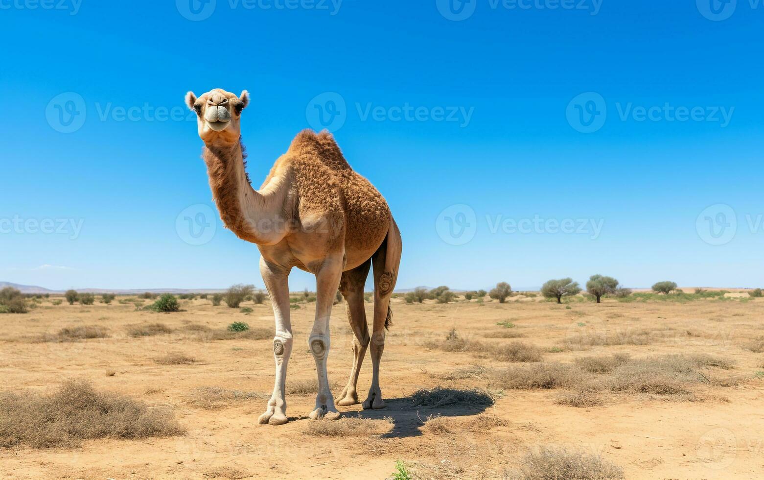 Foto von ein Kamel im das Ackerland. generativ ai