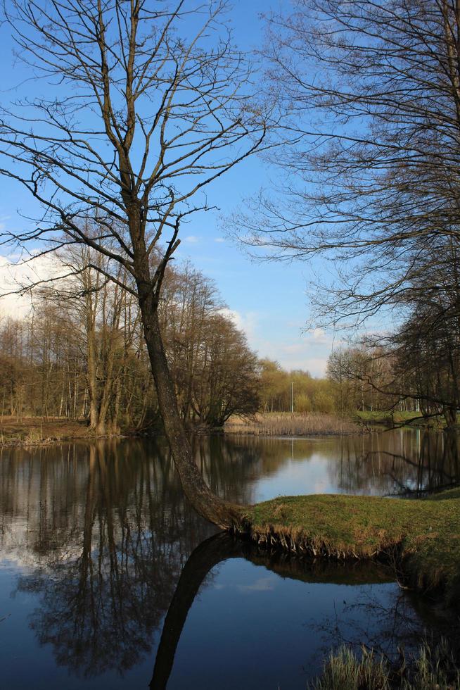 natürliche Wasserlandschaft. Flussufer mit Bäumen foto