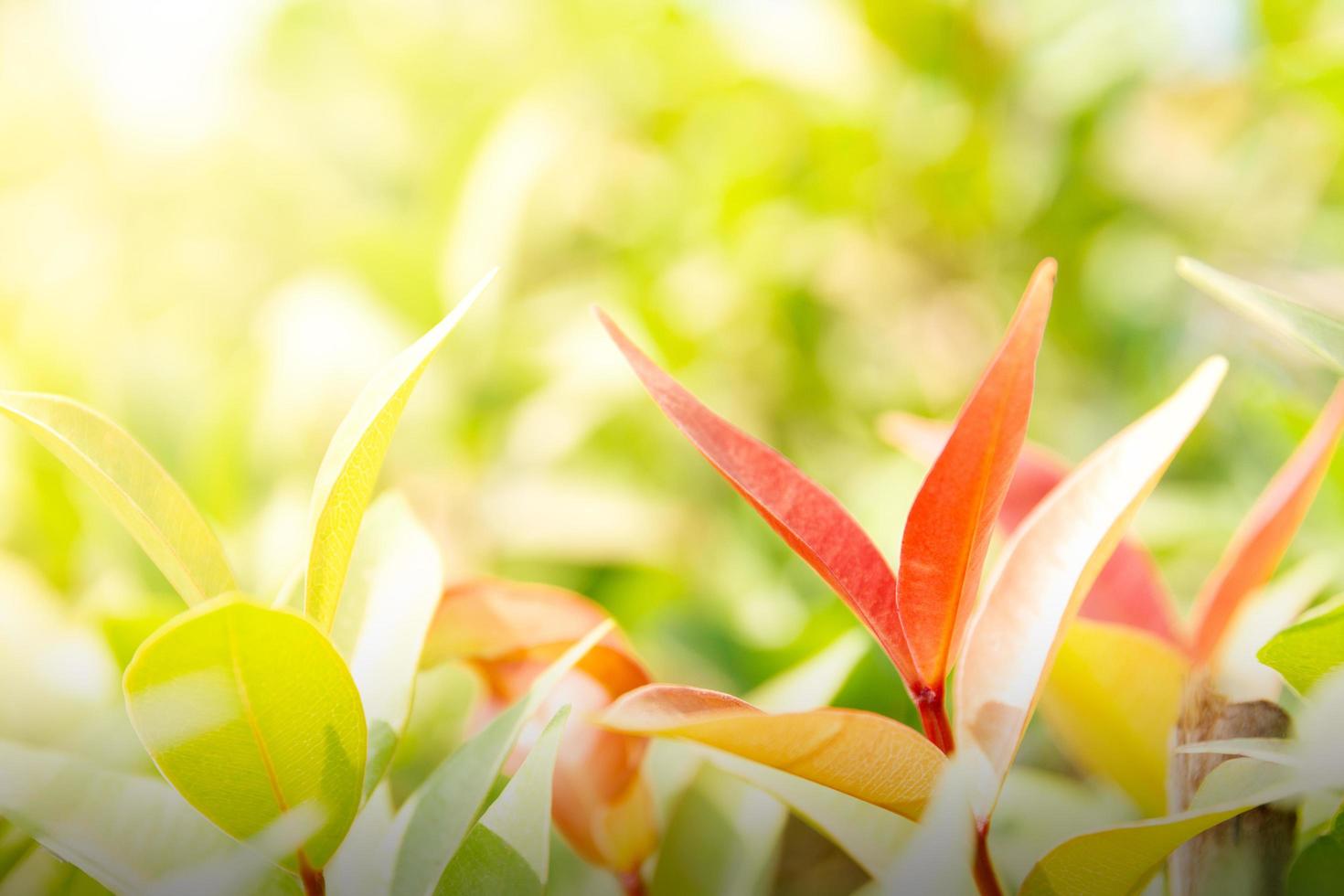 Natur lässt grünen Hintergrund im Garten im Frühling unter Morgensonne. natürliche grüne Pflanzen Landschaft Tapete. foto