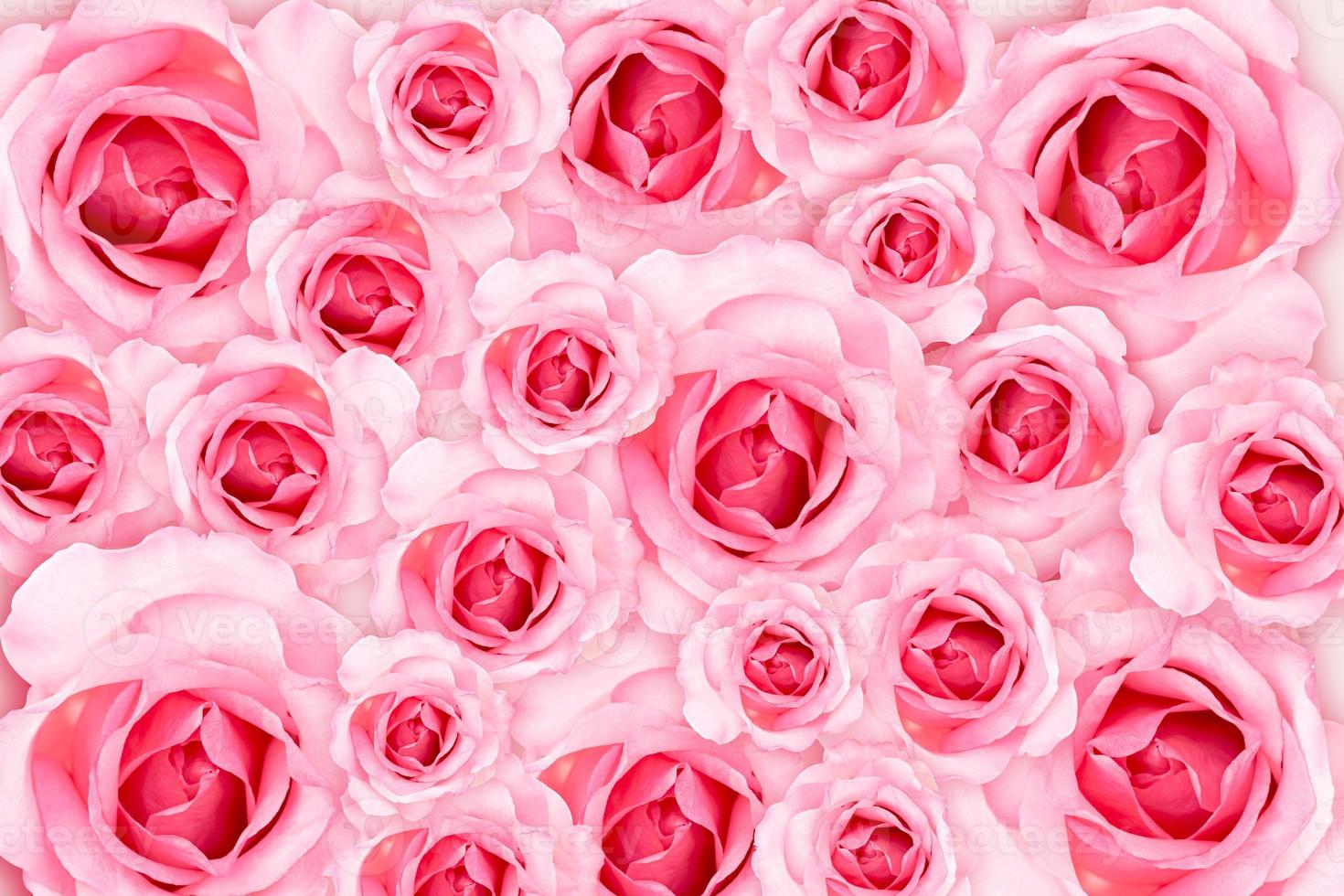 abstrakter Hintergrund. frische Blumen rosa Rosen Tapete. Liebe und Valentinstag. foto