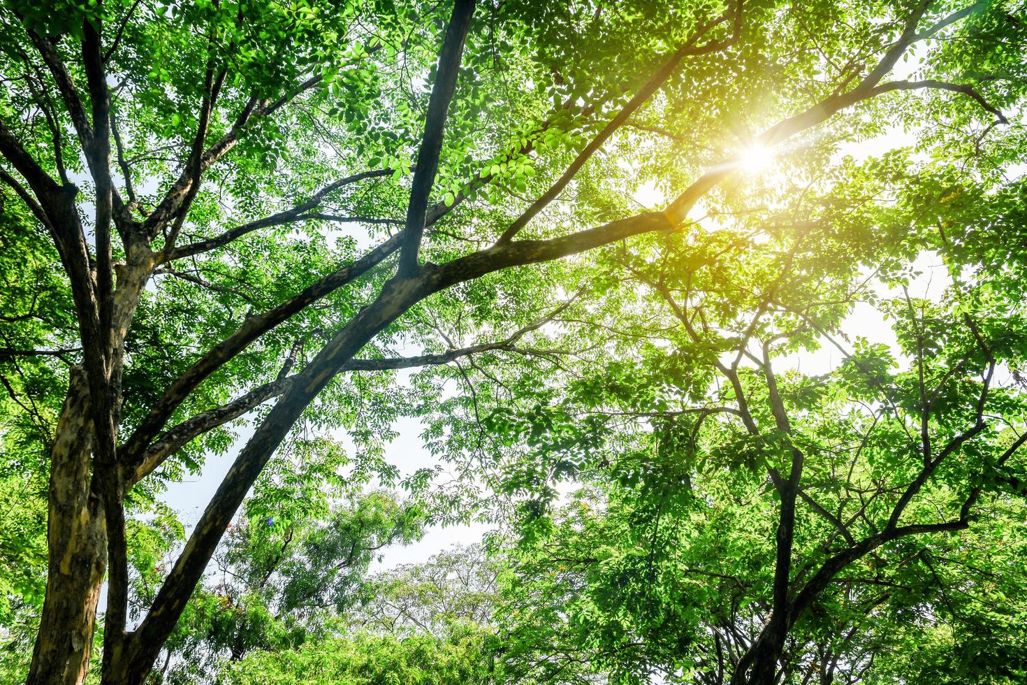 abstraktes grünes Blatt und Baum auf Sonnenaufganghintergrund. Konzept der natürlichen grünen Blätter. foto
