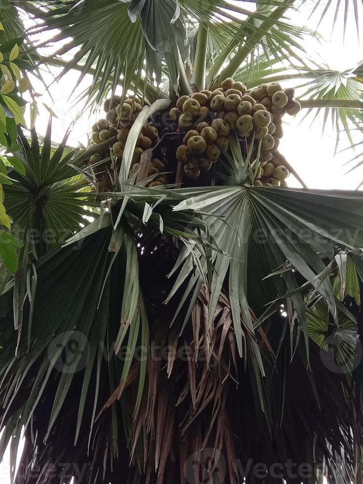 grün gefärbter Palmenbestand foto