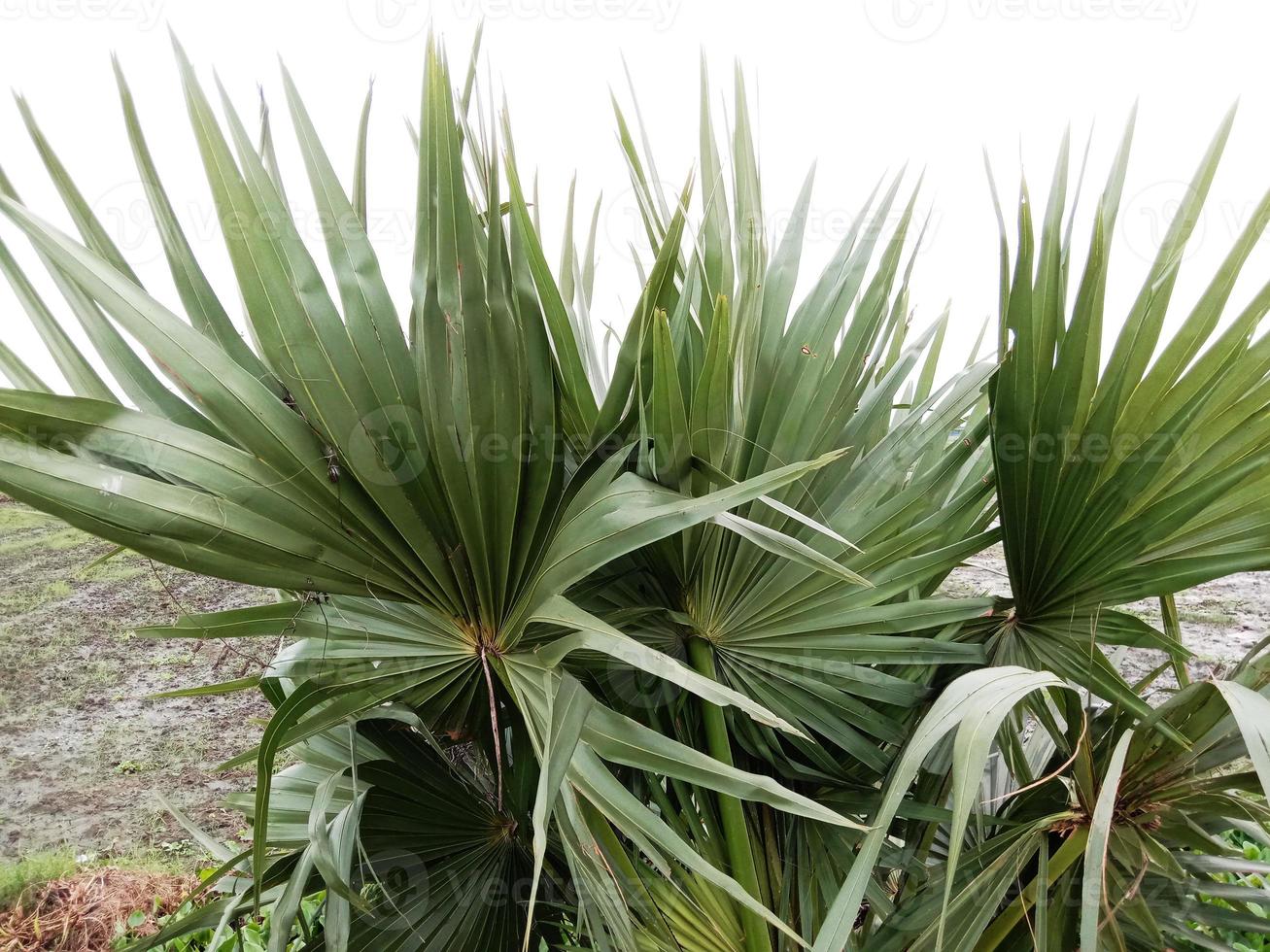 grün gefärbter Palmenbestand foto