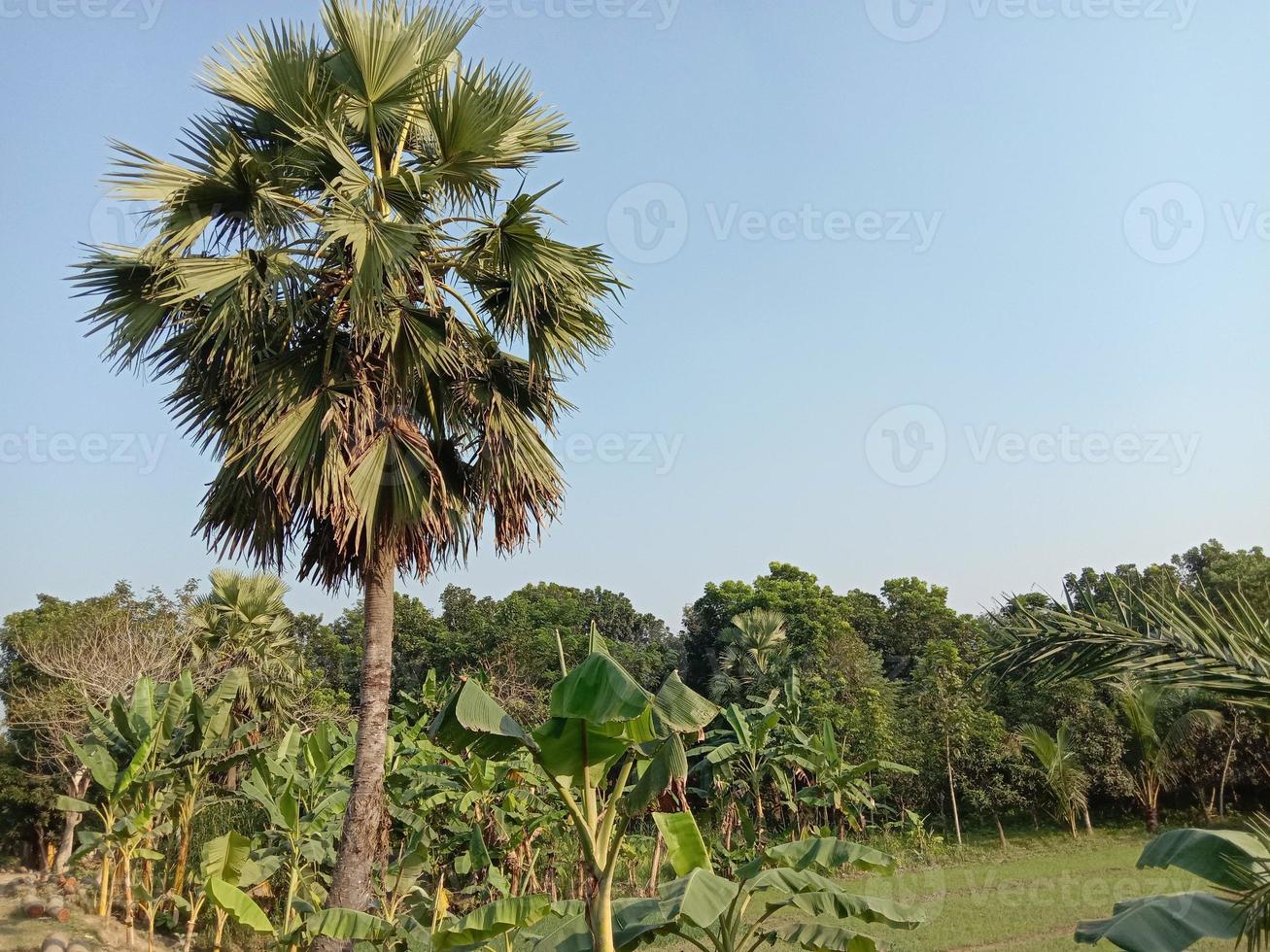 grün gefärbter Palmenbestand foto