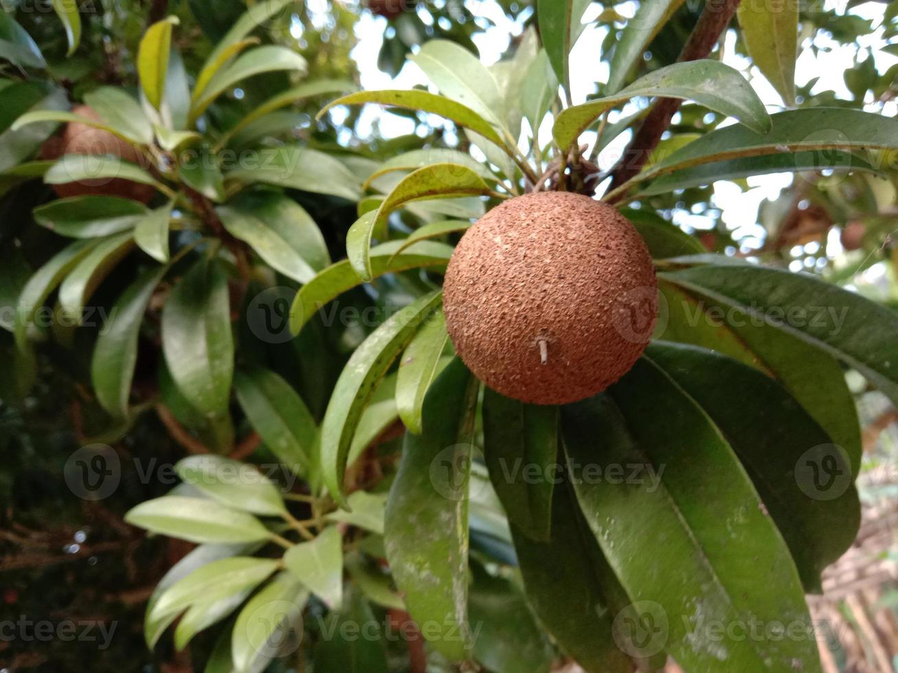 Sapodilla Closeup auf Baum in Farm foto