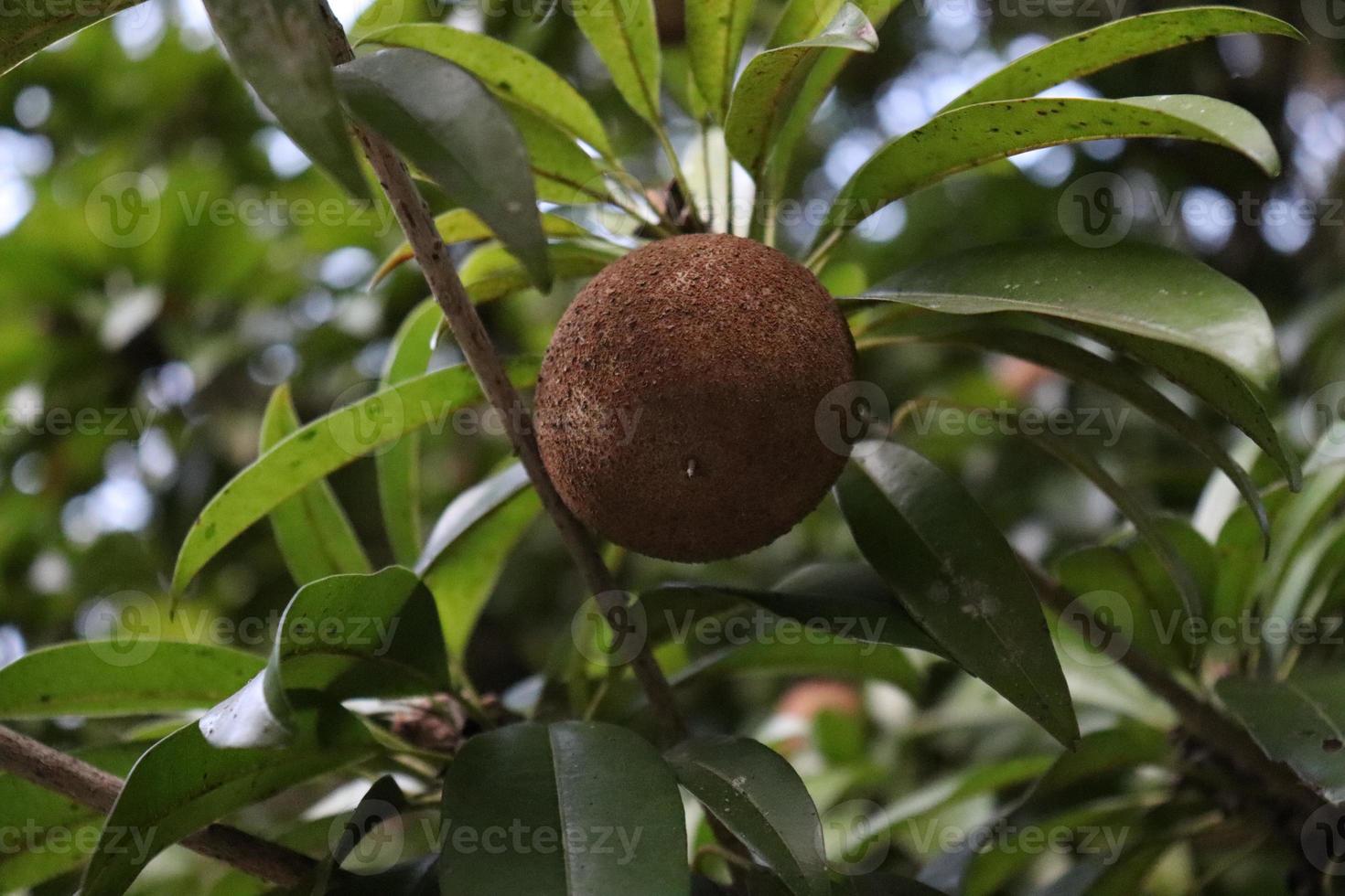 Sapodilla Closeup auf Baum in Farm foto