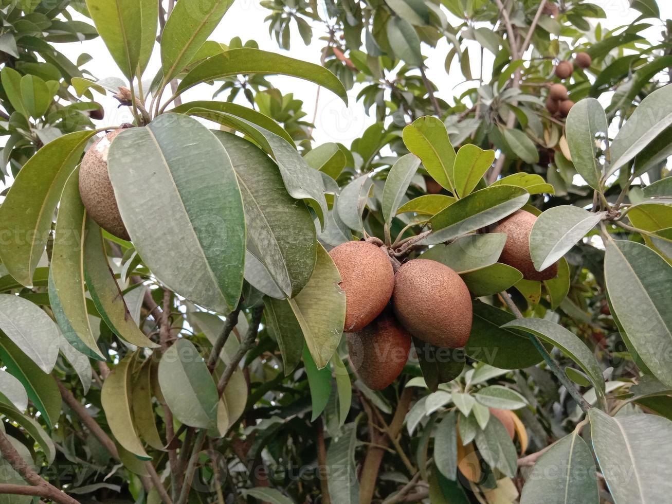 Sapodilla Closeup auf Baum in Farm foto