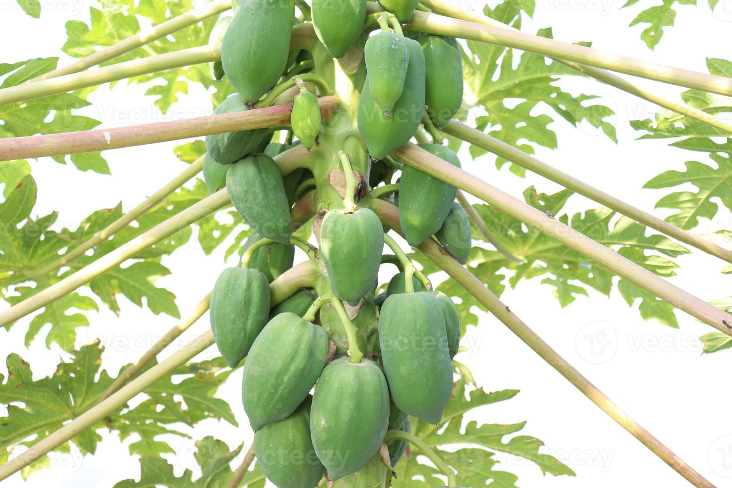 gesunder grüner roher Papayabestand foto