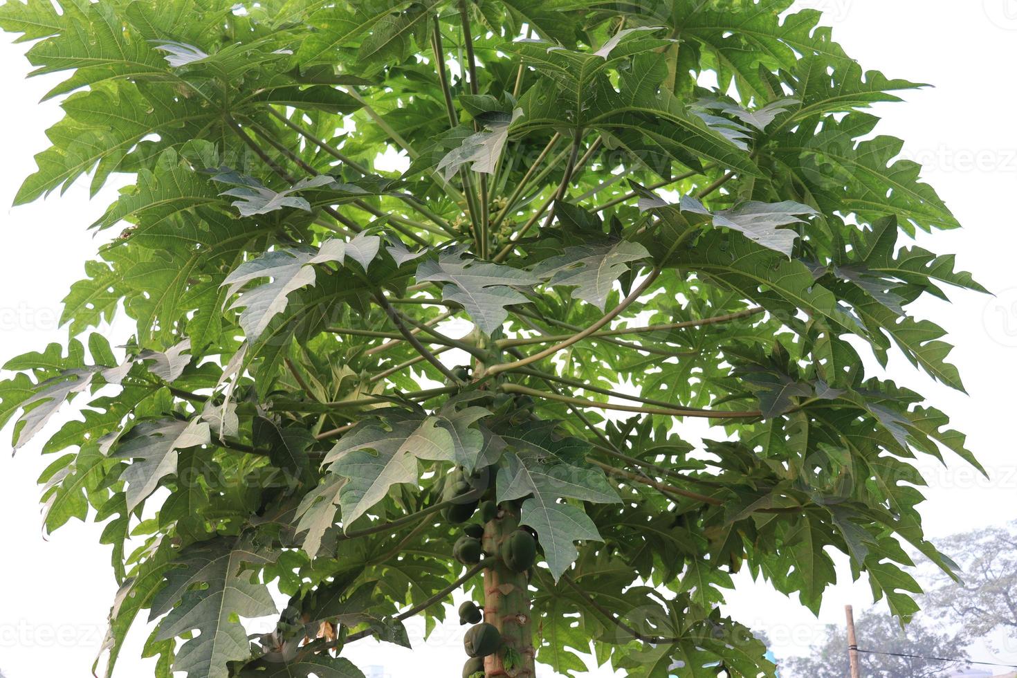 Papayabaum mit grünem Blatt foto
