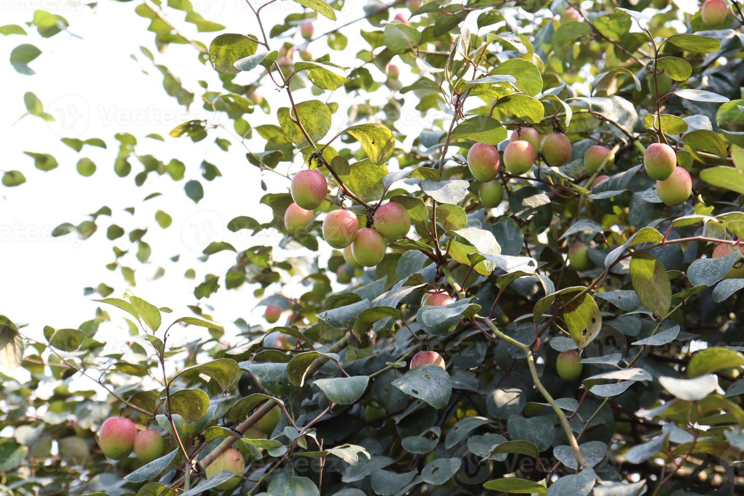 Baum mit Jujube zum Festigen foto