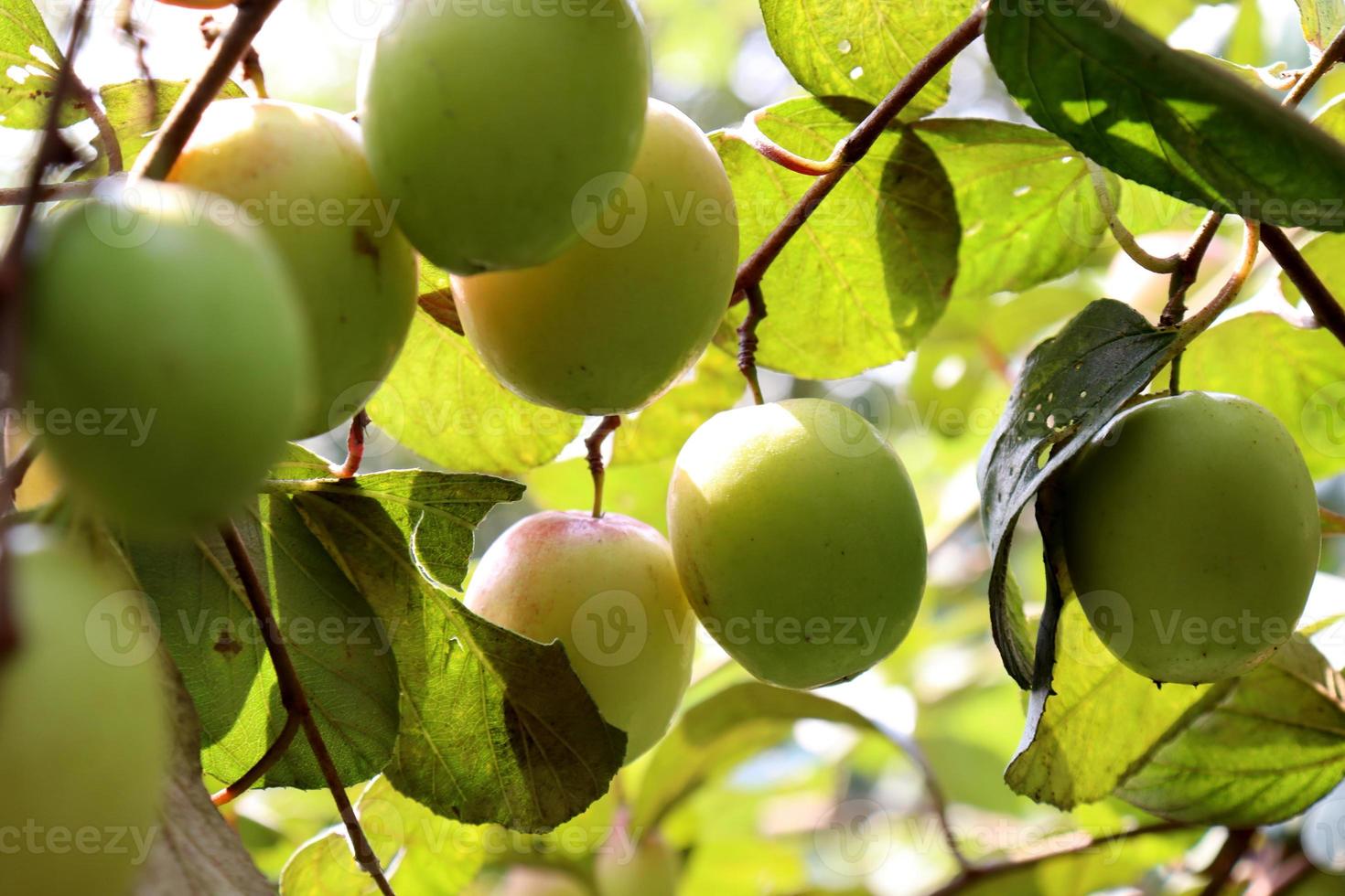 Jujube-Nahaufnahme mit Baum auf Firma foto