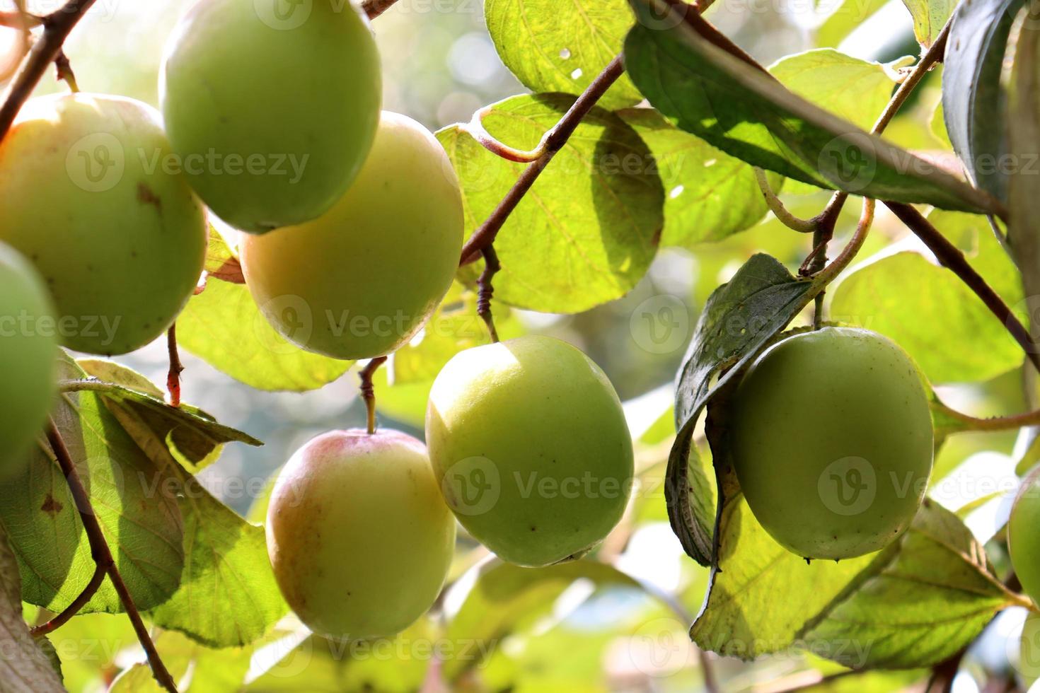 Jujube-Nahaufnahme mit Baum auf Firma foto