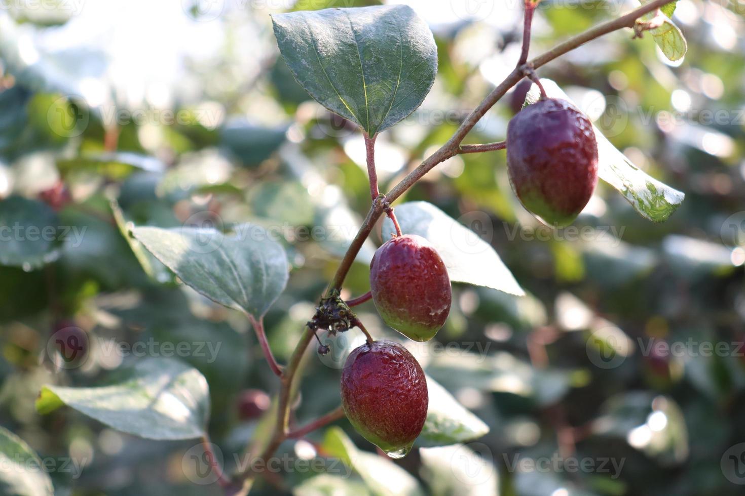 Jujube-Nahaufnahme mit Baum auf Firma foto