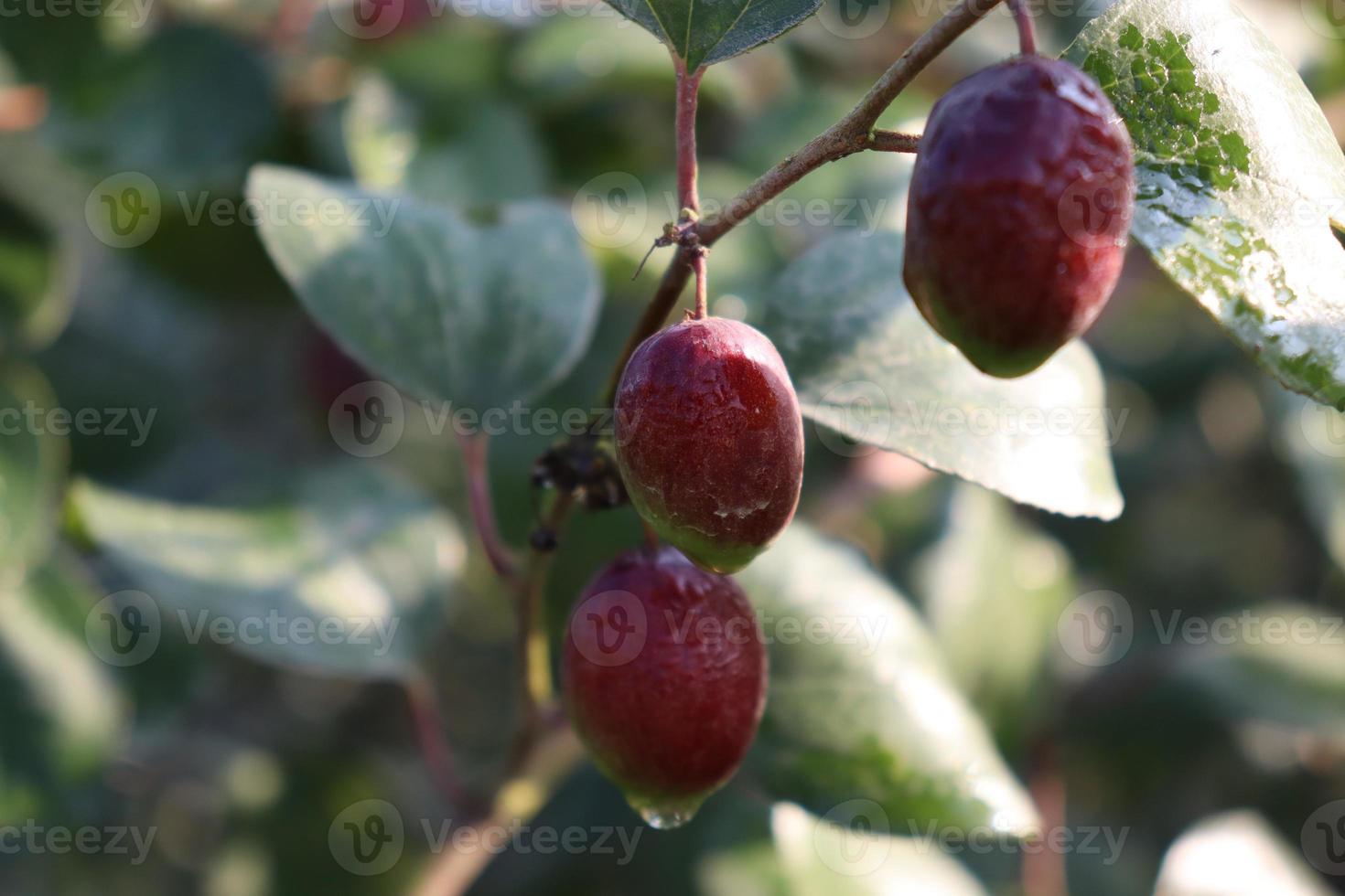 Jujube-Nahaufnahme mit Baum auf Firma foto