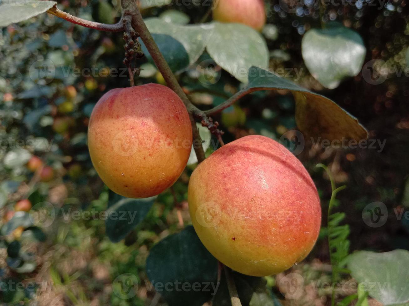 Jujube-Nahaufnahme mit Baum auf Firma foto