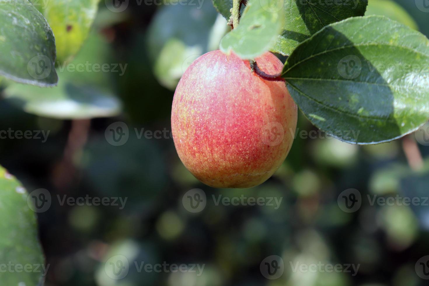 Jujube-Nahaufnahme mit Baum auf Firma foto