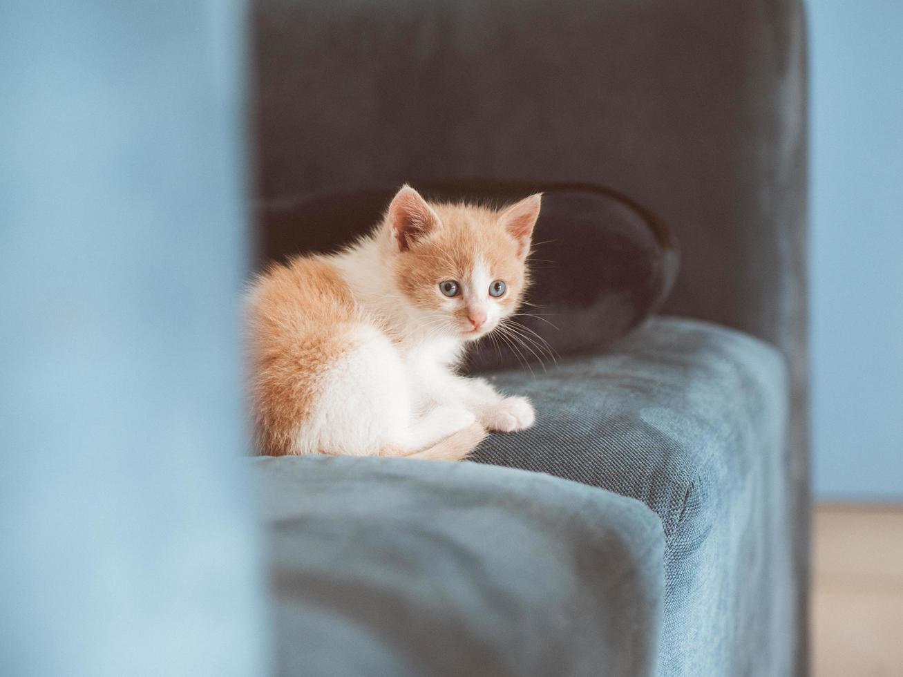 kleines flauschiges süßes Kätzchen sitzt auf dem Sofa foto