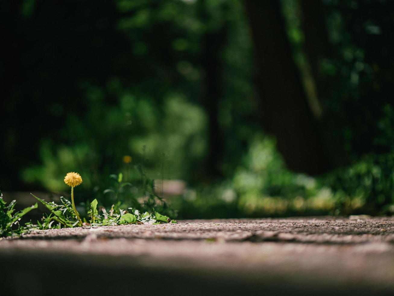 gelbe Löwenzahnblume foto