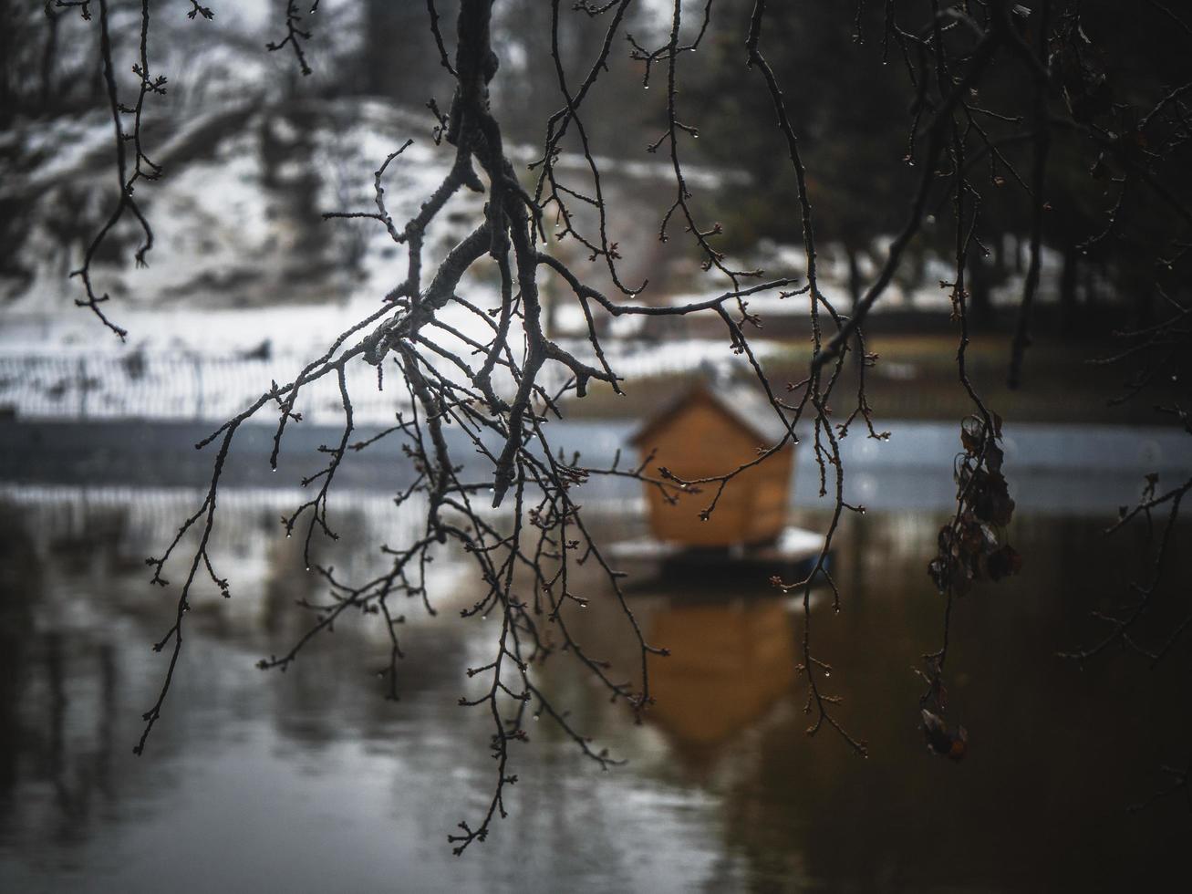 Ast auf einem unscharfen Hintergrund eines Teiches mit einem Vogelhaus foto