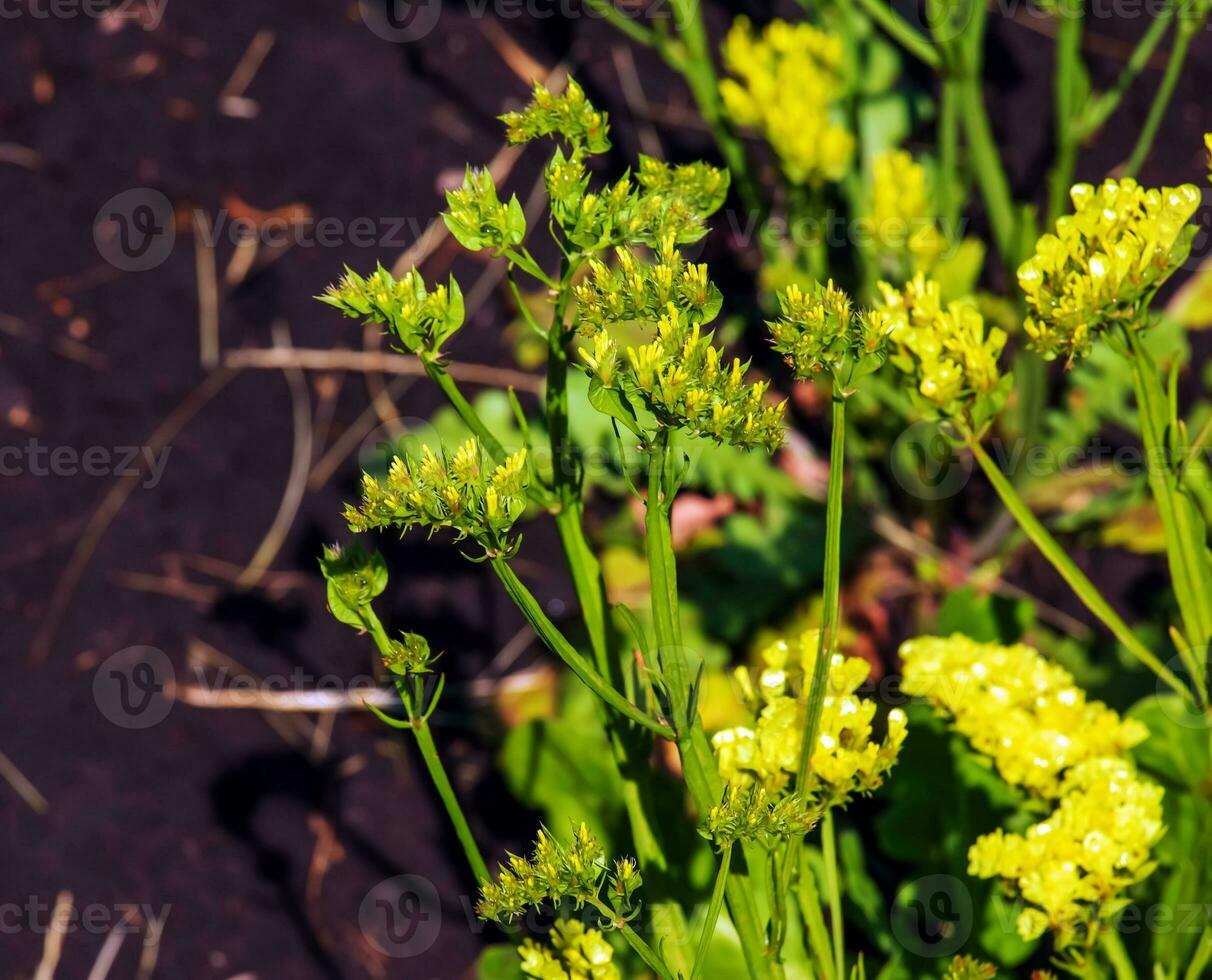 Limonium Sinuatum, syn. Wellenblatt Meer Lavendel, Statik, Meer Lavendel, Einkerbung Blatt Sumpf Rosmarin, Meer Rosa, ist ein Mittelmeer Pflanze Spezies im das Familie Pflaumengewächse bekannt zum es ist papierartig Blumen. foto