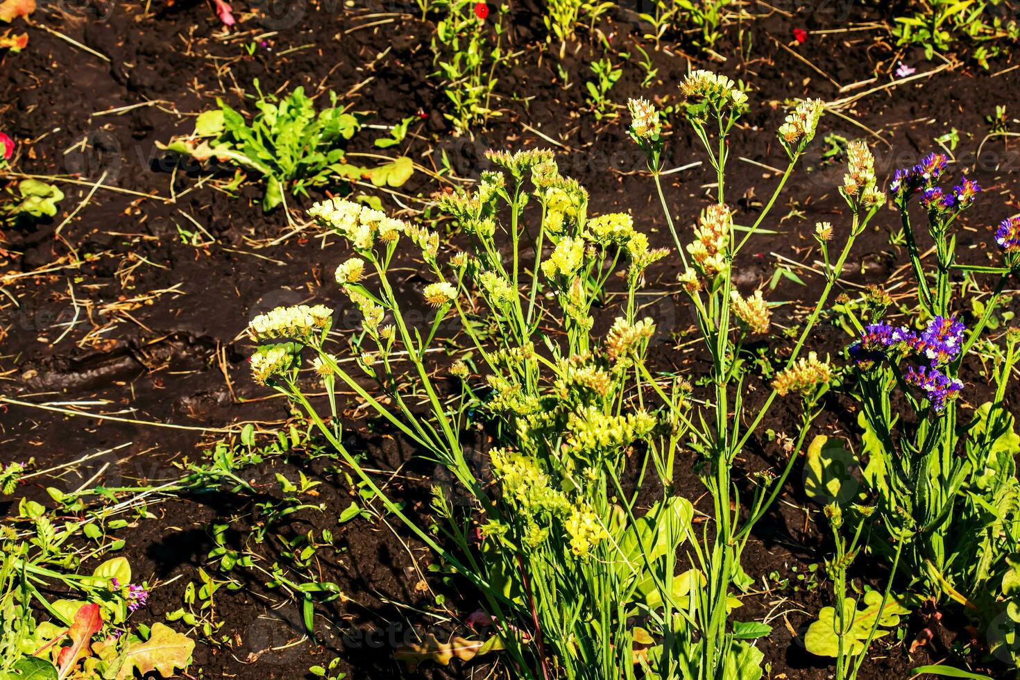 Limonium Sinuatum, syn. Wellenblatt Meer Lavendel, Statik, Meer Lavendel, Einkerbung Blatt Sumpf Rosmarin, Meer Rosa, ist ein Mittelmeer Pflanze Spezies im das Familie Pflaumengewächse bekannt zum es ist papierartig Blumen. foto