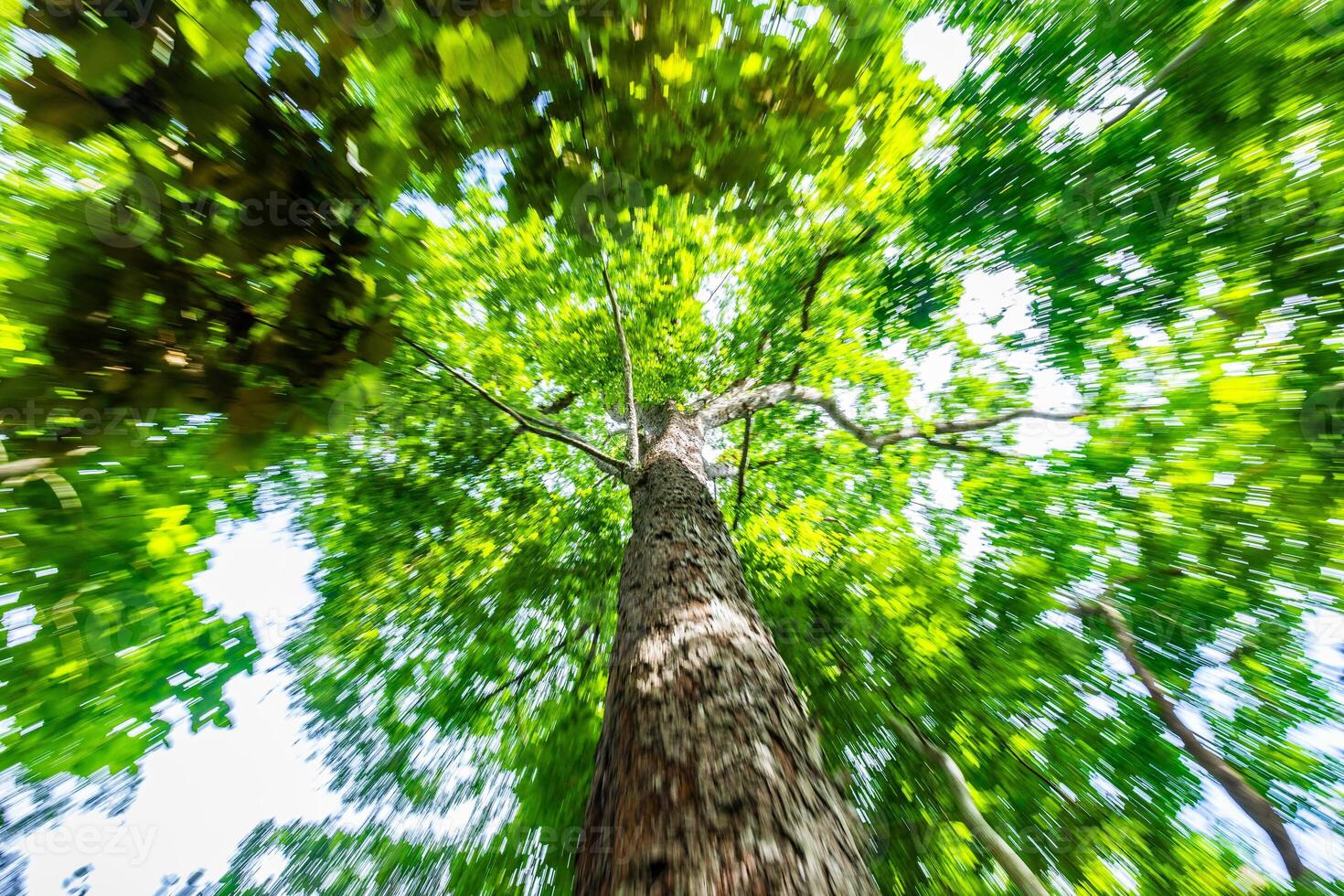 verschwommen Bewegung von Grün Baum mit Zoomen aus Technik. foto