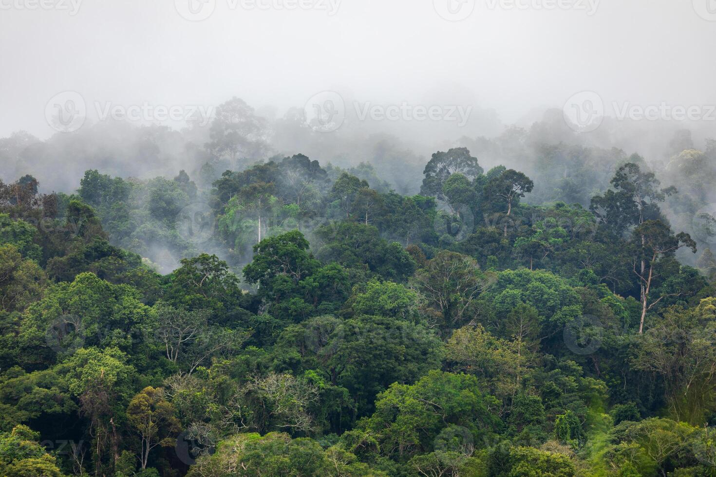 Nebel Abdeckungen Grün Bereich Innerhalb tropisch Regenwald im regnerisch Jahreszeit. foto