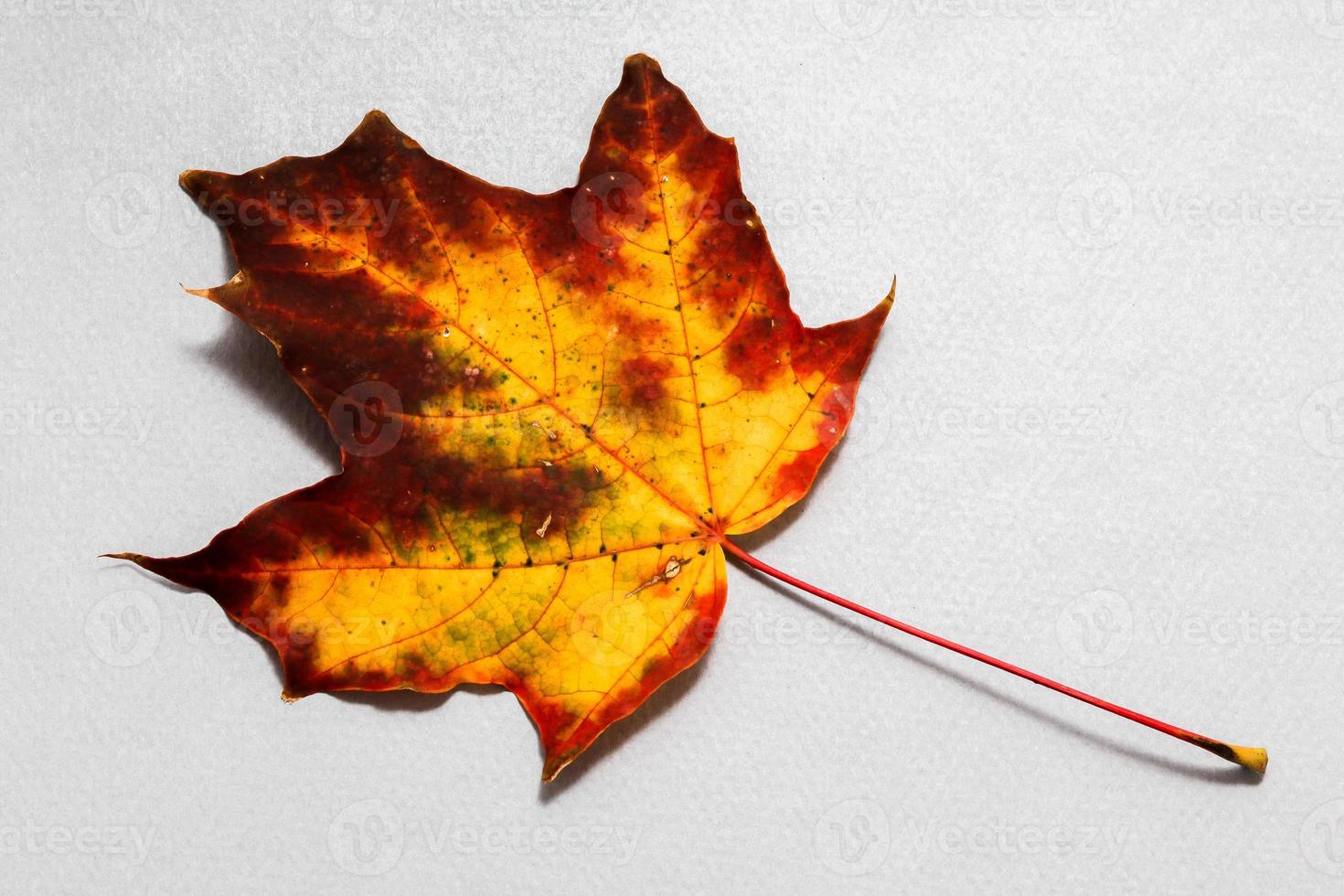 Herbstfarbenes Blatt auf Hintergrund aus blauem Papier foto